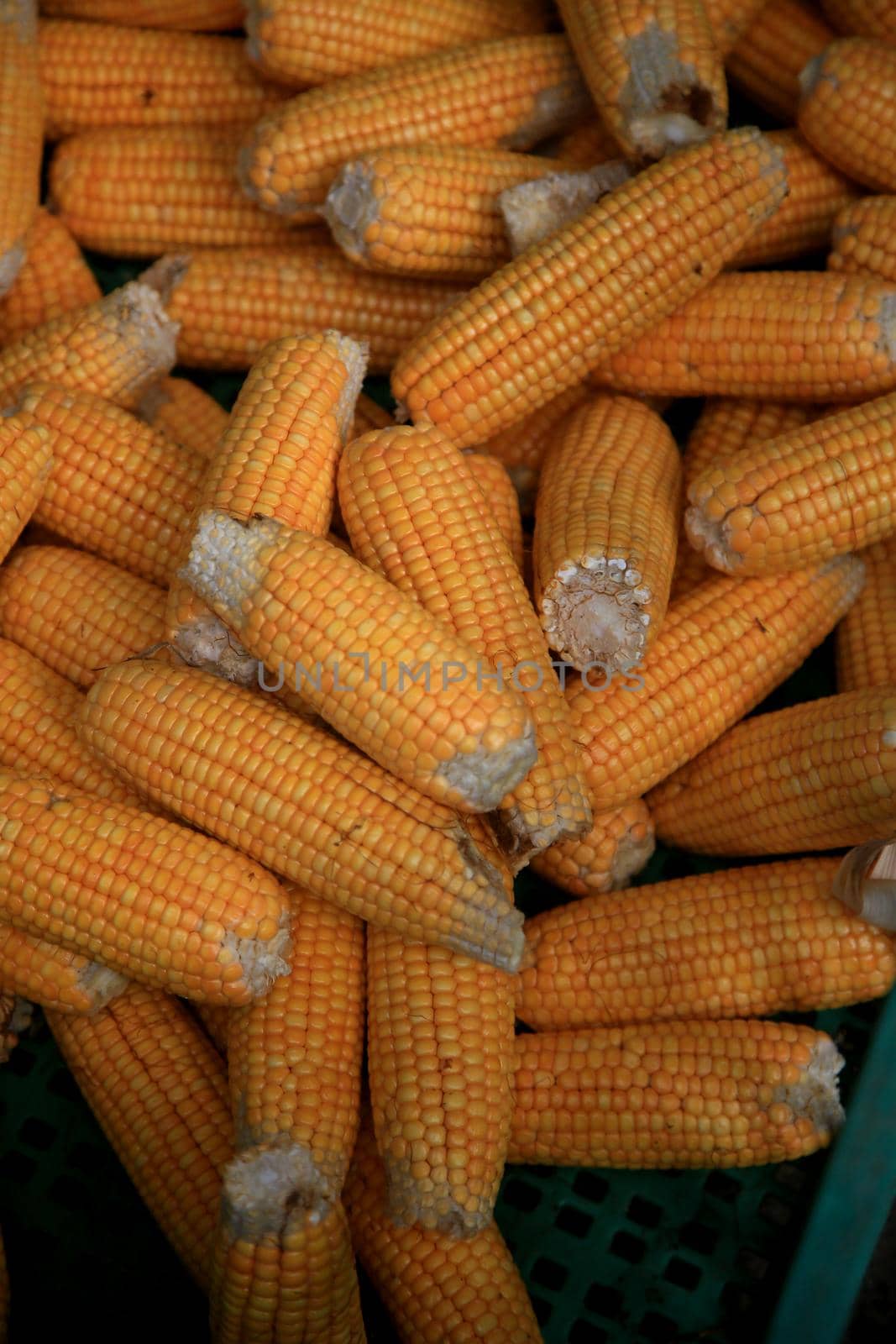 salvador, bahia, brazil - april 30, 2022: corn cobs for sale at the Sao Joaquim fair in the city of Salvador.