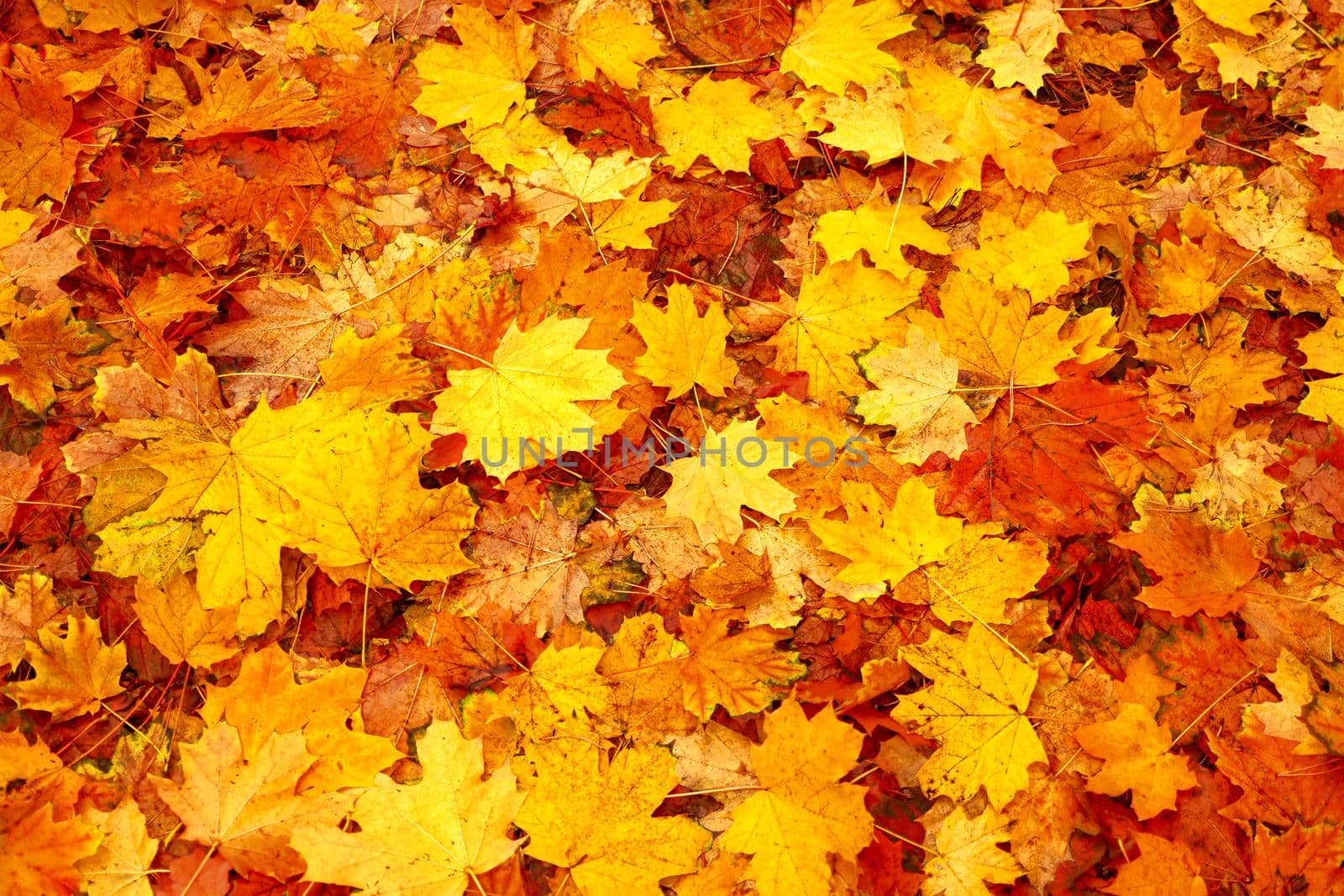 Natural abstract autumn leaves on ground. Fallen leaf fall season. Fallen leaves autumn background fall nature. Orange red autumn fall leaves background park abstract foliage. Yellow leaf background by synel