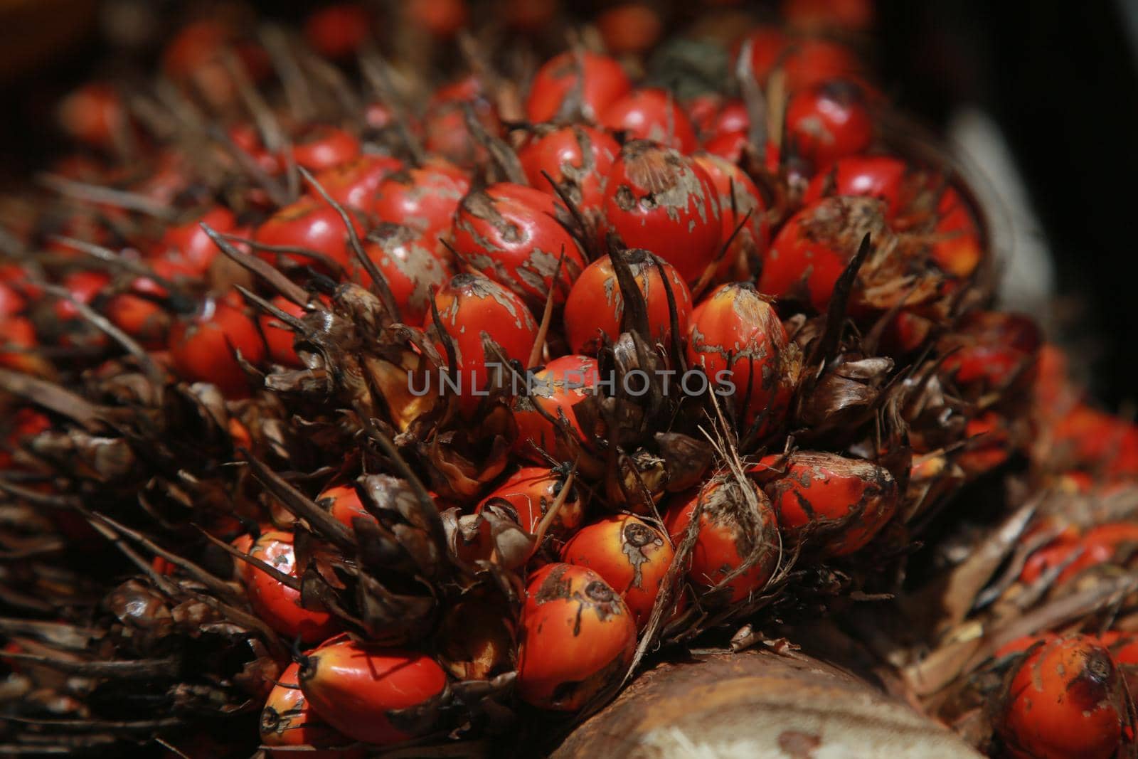 salvador, bahia, brazil - april 30, 2022: palm fruit is seen for sale at the Sao Joaquim fair in the city of Salvador.