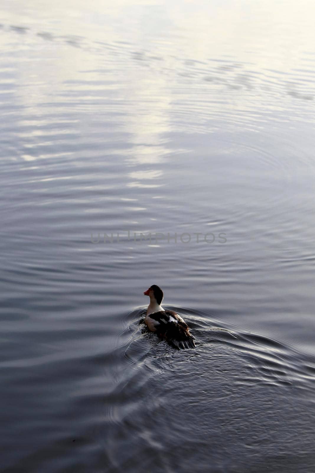 duck swimming in lake by joasouza