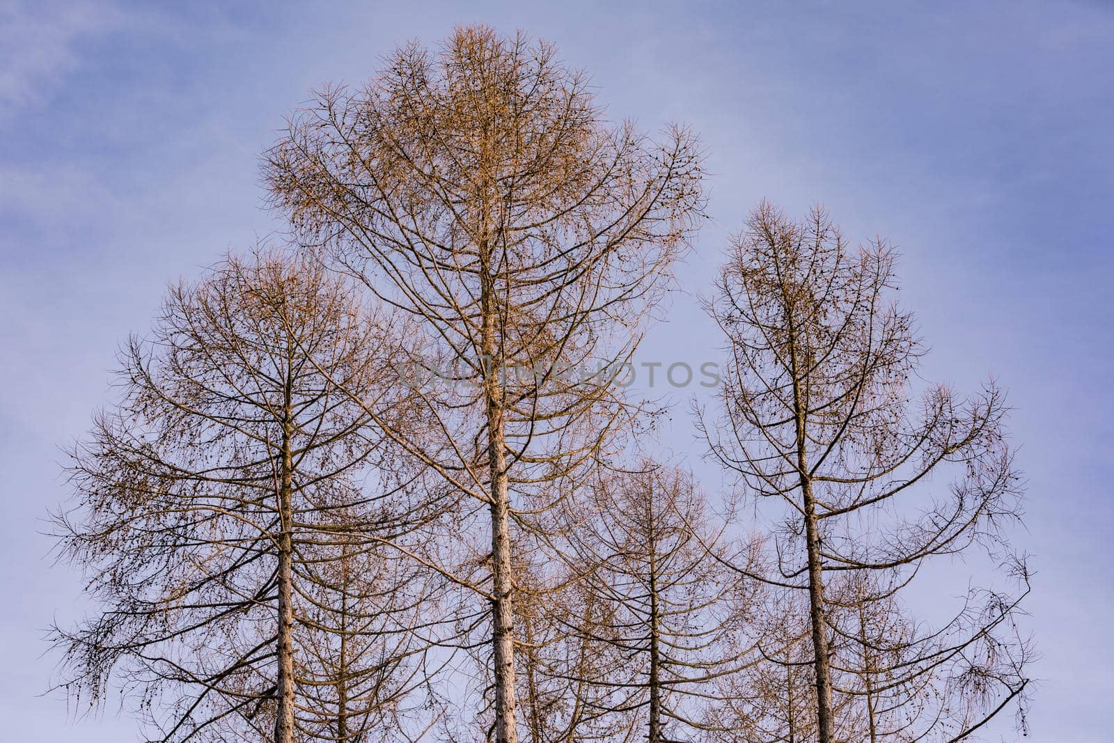 Larch trees in winter in the sun