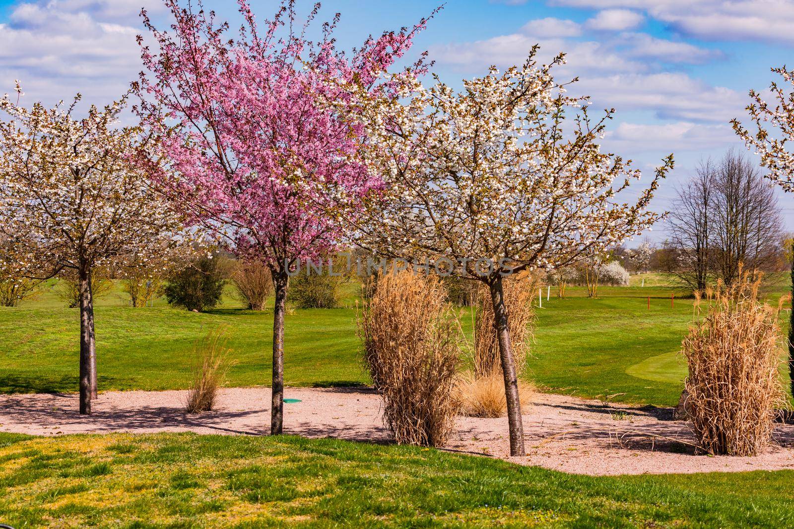 An idyllic golf course in Germany with blooming trees in many colors at a bunker with sand in spring