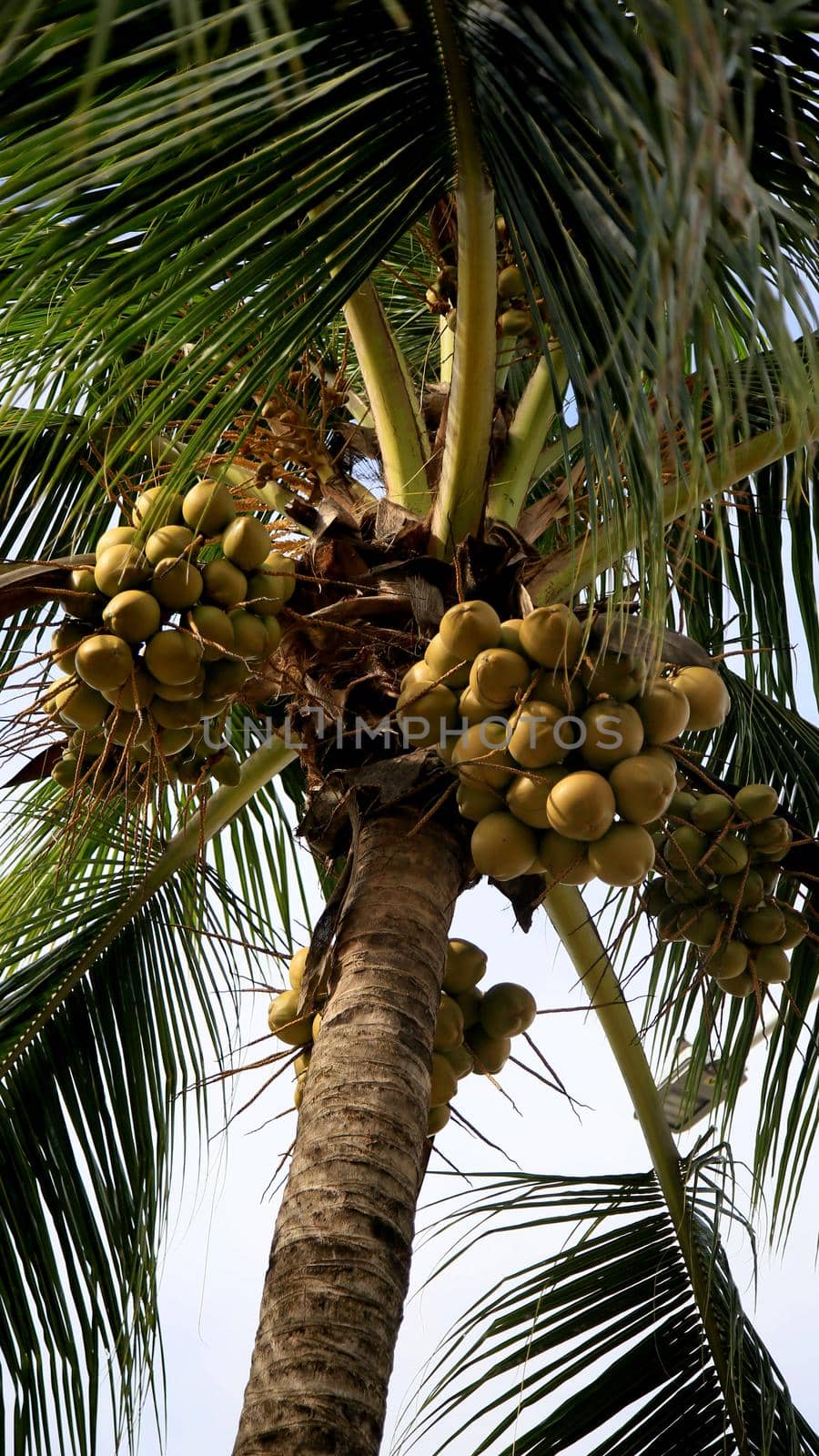 coconut planting in salvador by joasouza