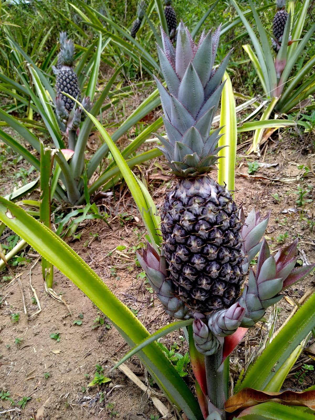 pineapple plantation in bahia by joasouza