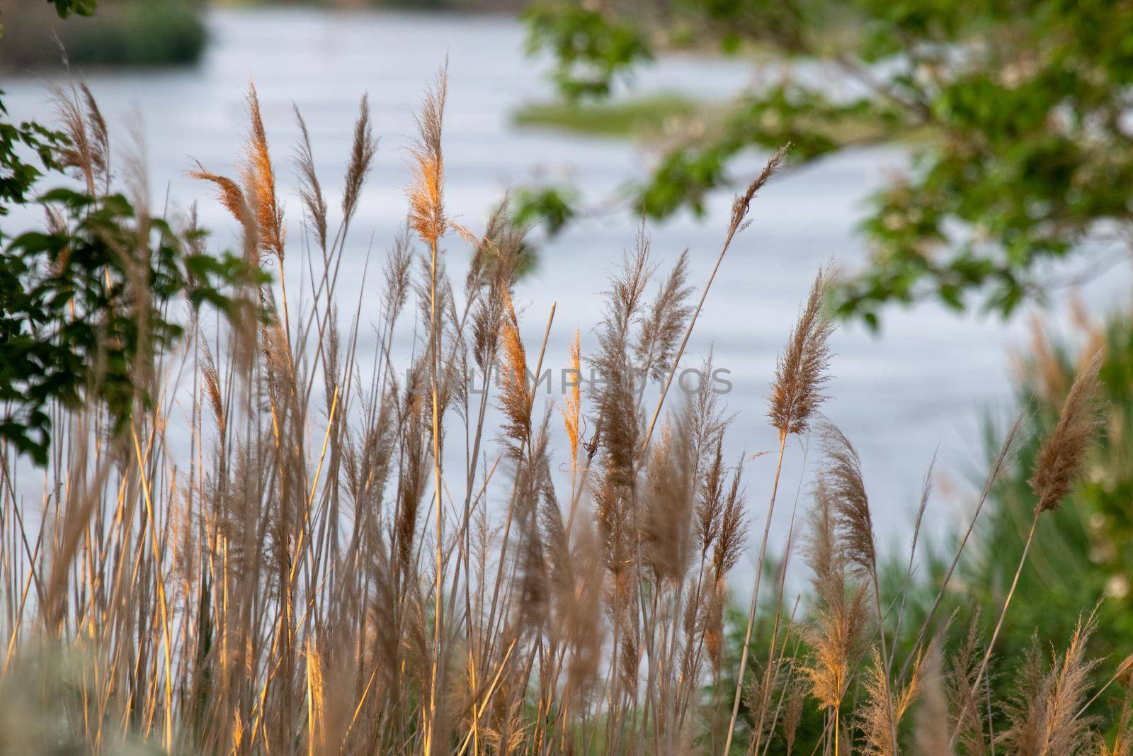 Common reed along the platte river side . High quality photo