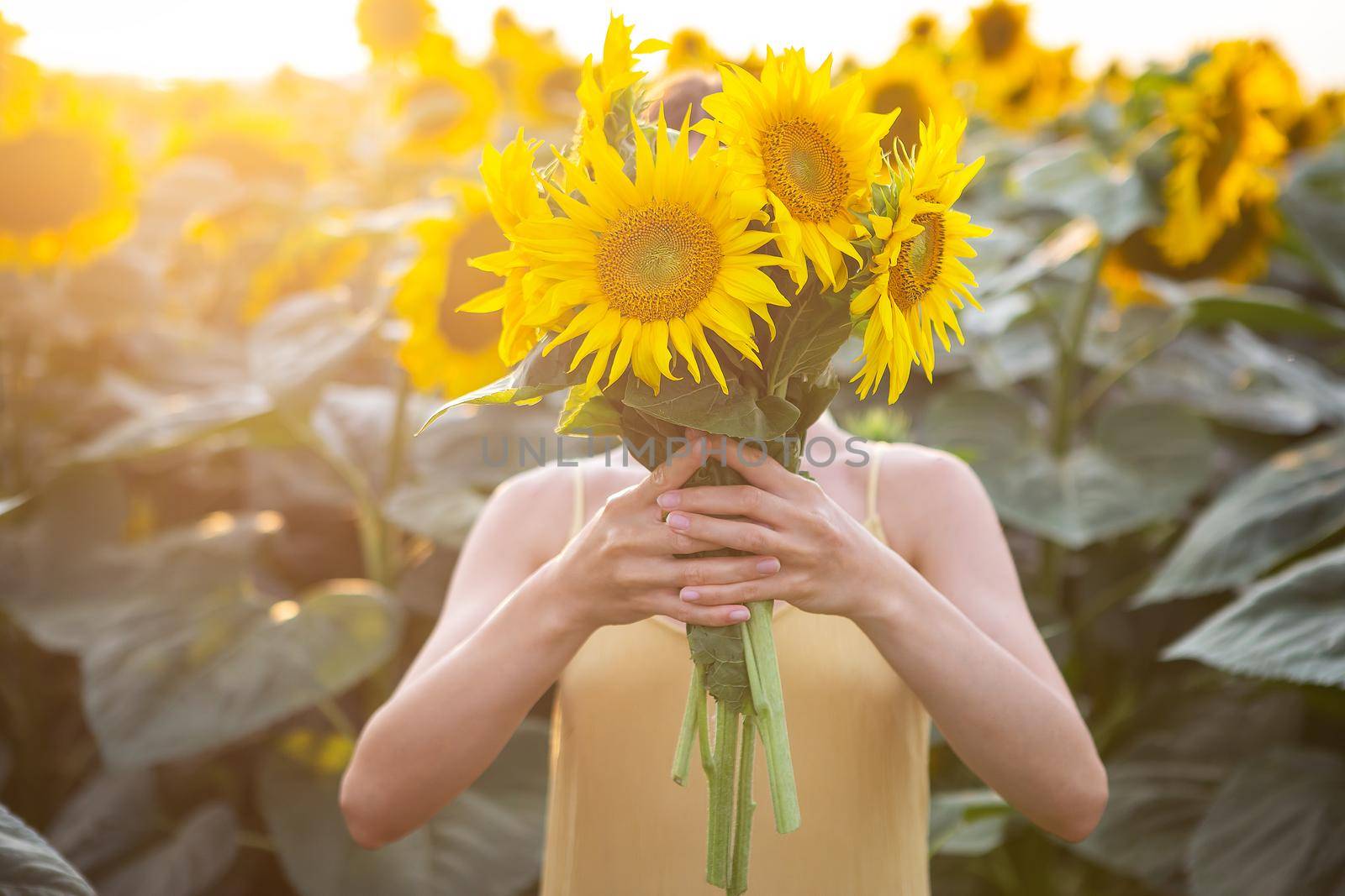 Female hand in a large field of sunflowers holding a large bouquet of sunflowers in the field