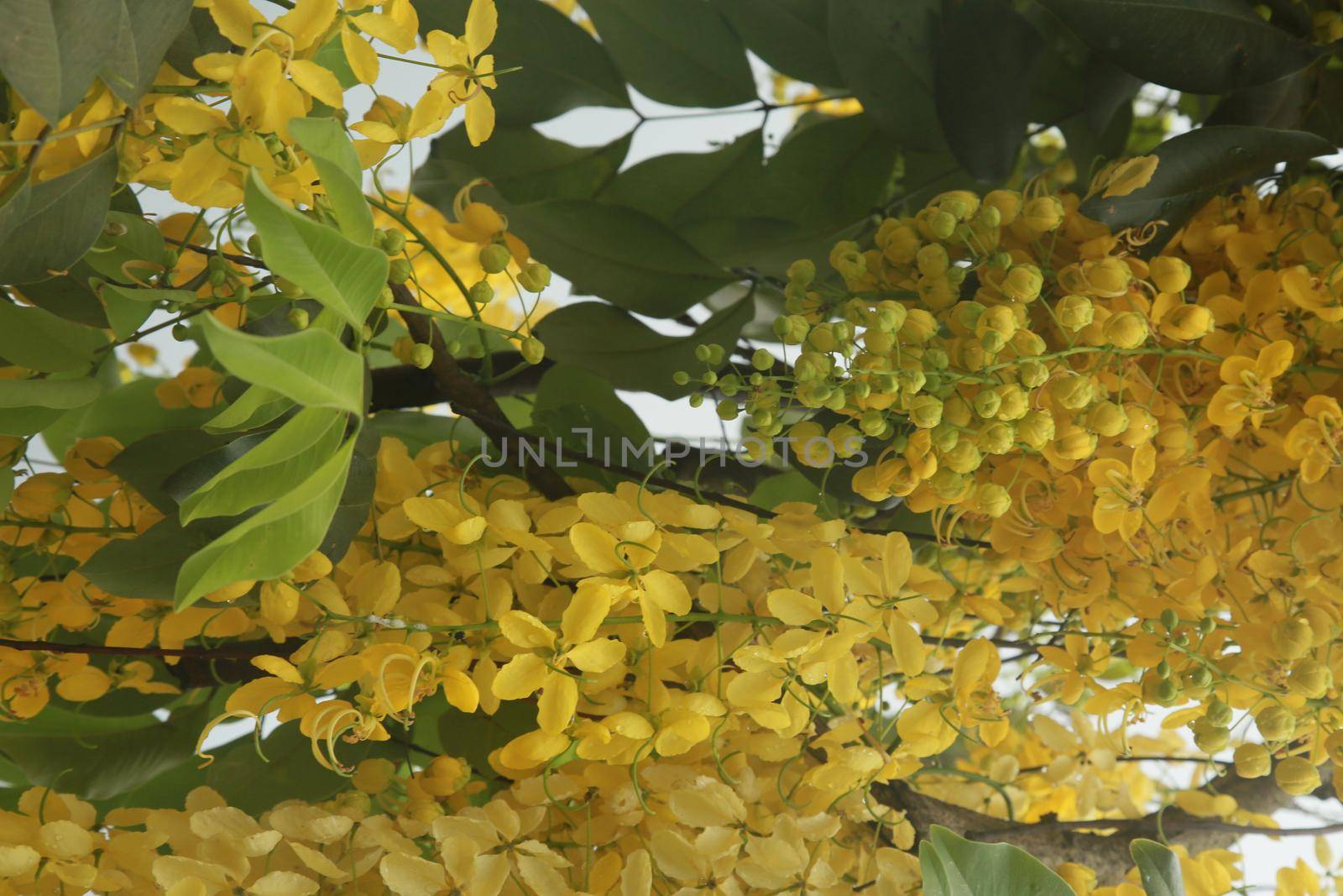salvador, bahia, brazil - november 24, 2021: Golden rain tree flowers is seen on a street in Salvador city.