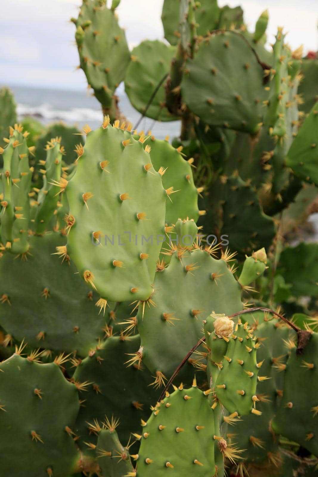 salvador, bahia, brazil - january 15, 2021: spines are seen on a cactus plant in the city of Salvador.