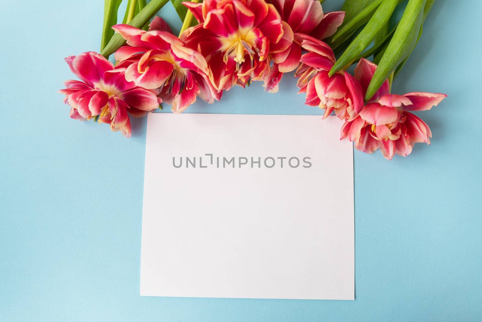 Creative spring composition of tulips with pastel blue paper and white sheet for inscription. Minimal flat lay concept. Ready postcard, banner