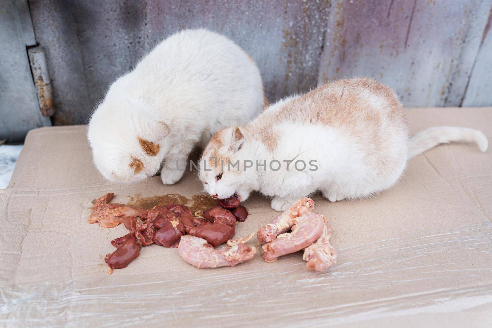 Homeless hungry street cats living in ruined slums and eating meat brought to them by the tenants of the house. The concept of helping homeless animals