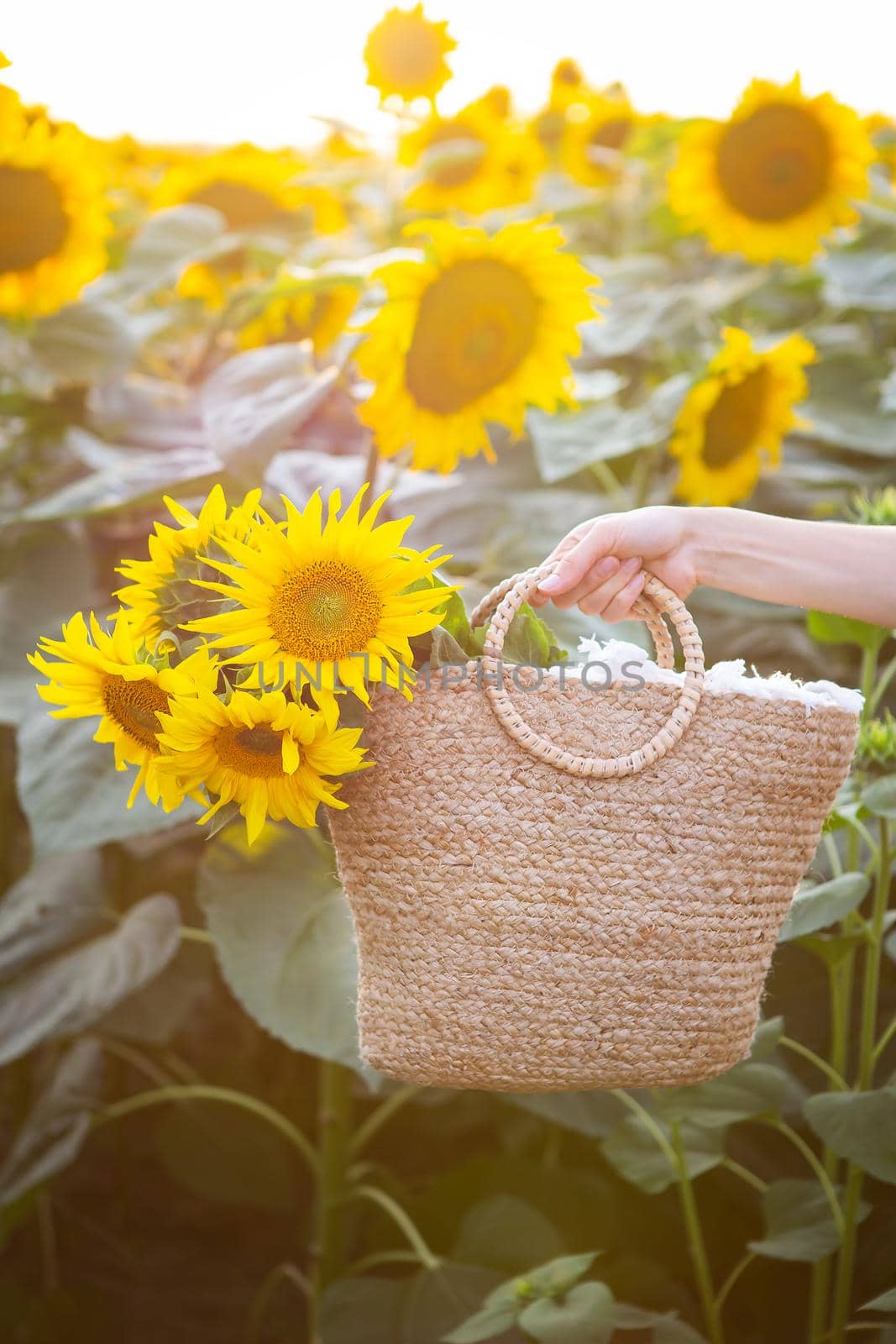 A female hand in a large field of sunflowers, holds a straw bag with a large bouquet of sunflowers. by sfinks