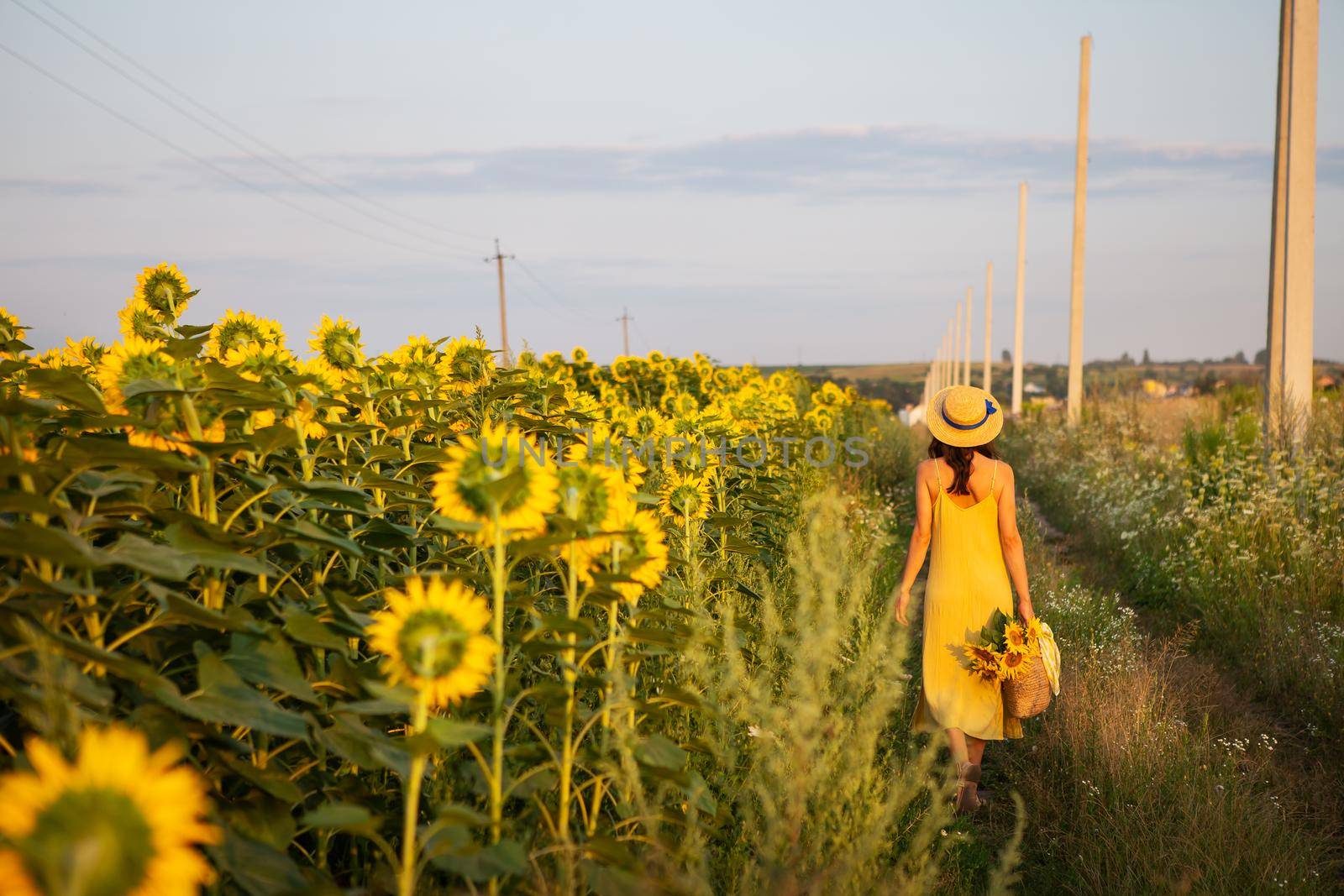 A girl in a yellow dress and a straw hat walks in the middle of a large field of sunflowers holding a bouquet of sunflowers in a straw bag. A lovely sunny evening