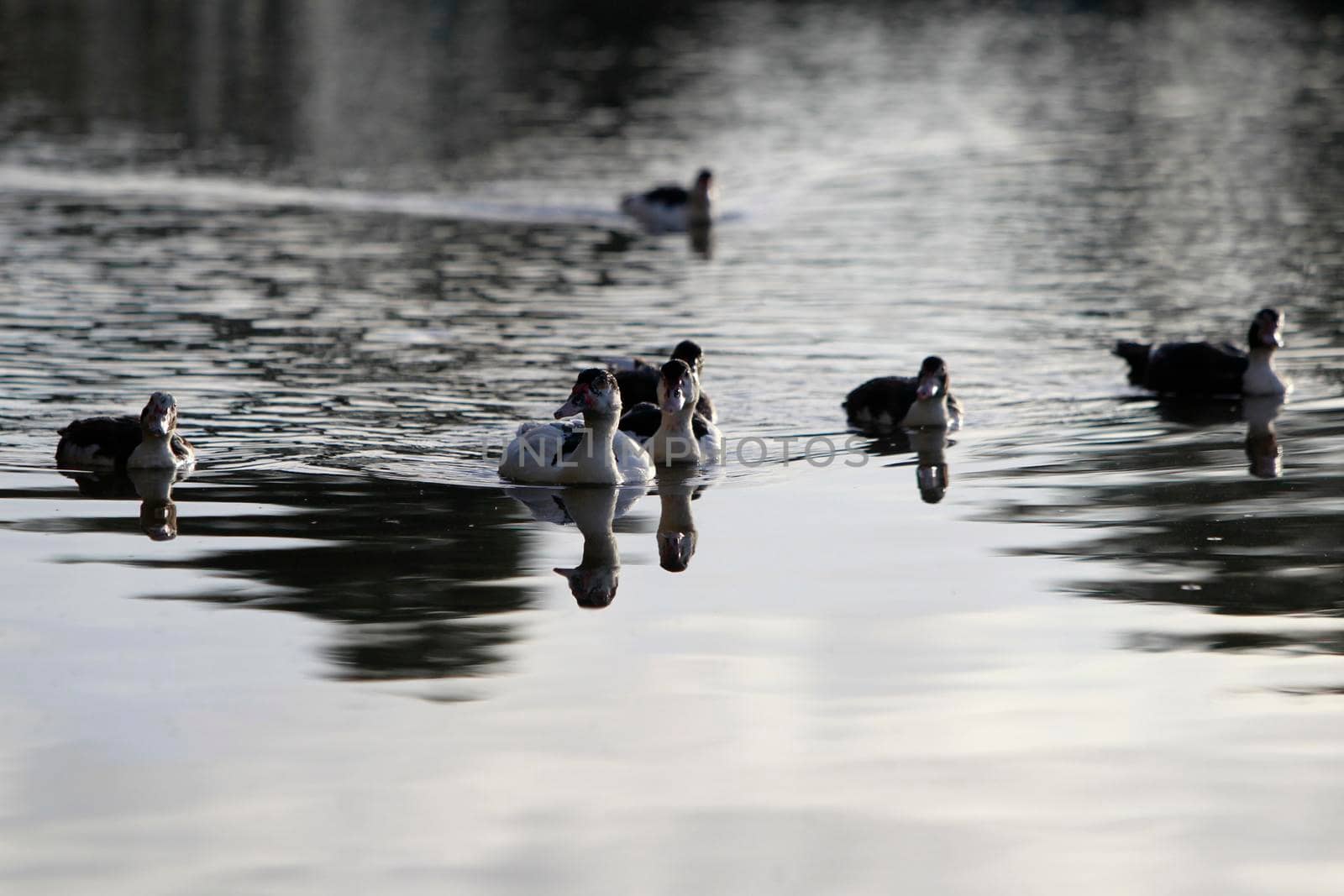 itajuipe, bahia, brazil - june 1, 2022: ducks are seen swimming in a lake in the city of Itajuipe in southern Bahia.