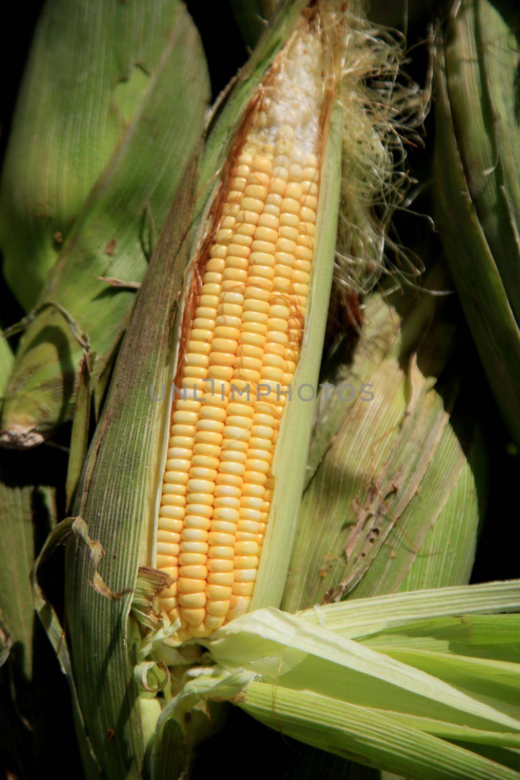 salvador, bahia, brazil - june 28, 2021: Green corn for sale at Feira de Sao Joaquim in Salvador city. The fruit is used in typical June food ingredients.