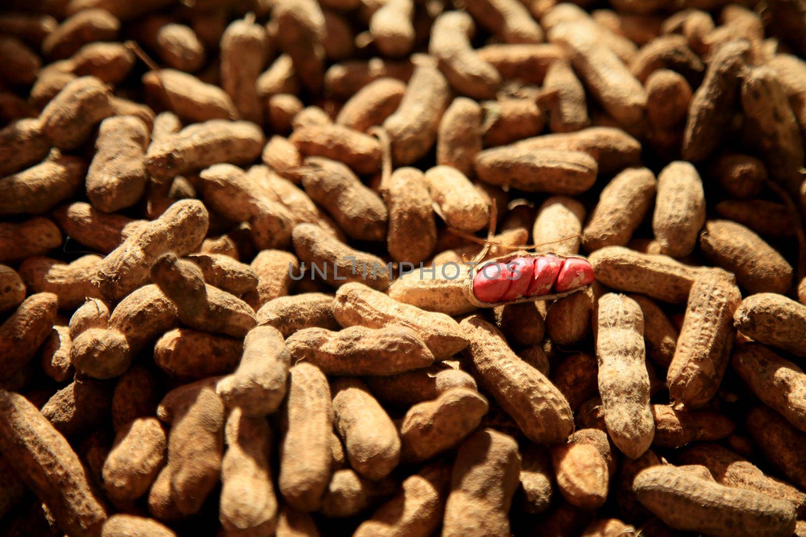 salvador, bahia, brazil - june 18, 2021: Peanut harvest in Salvador city.


