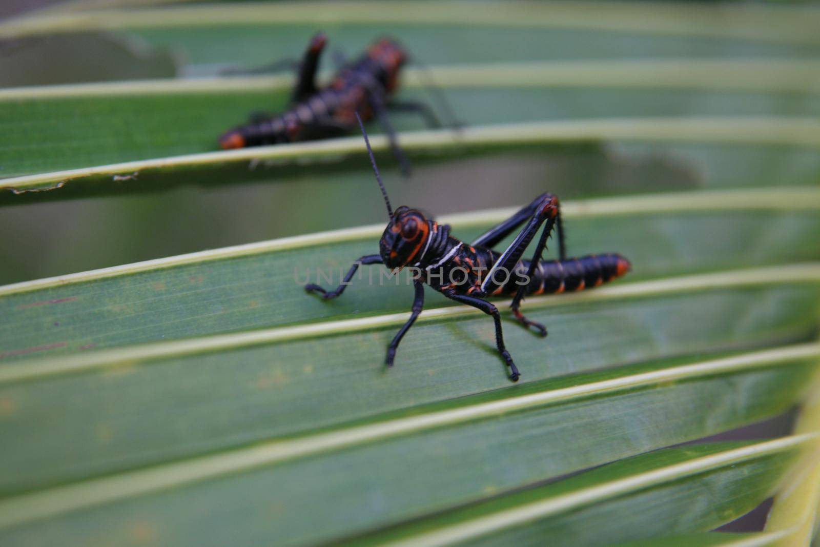 salvador, bahia, brazil - january 17, 2022: locust insect seen in coconut palm straw in Salvador city.