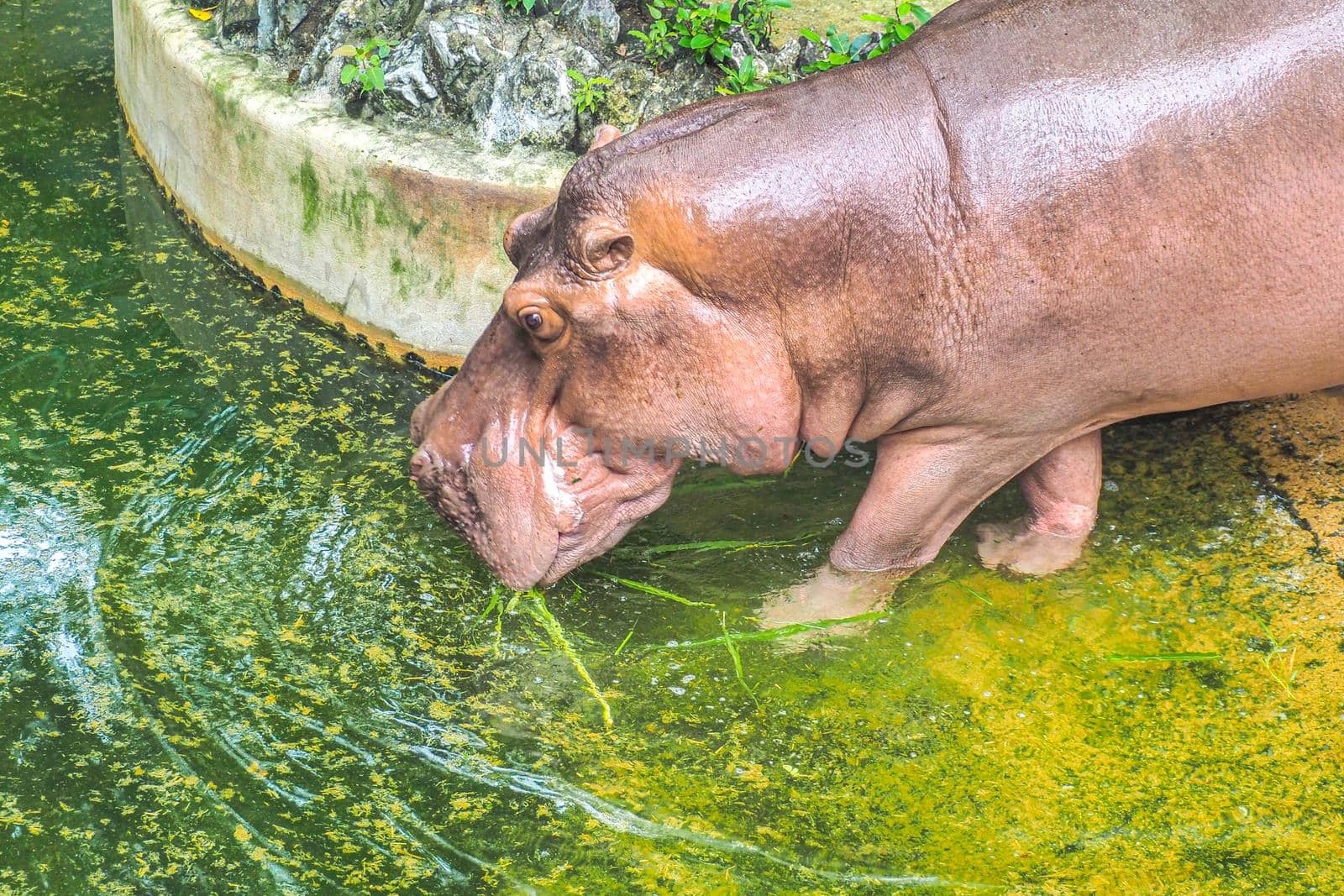 Portrait of hippopotamus or hippo drinking  in a Pond nature animal wildlife