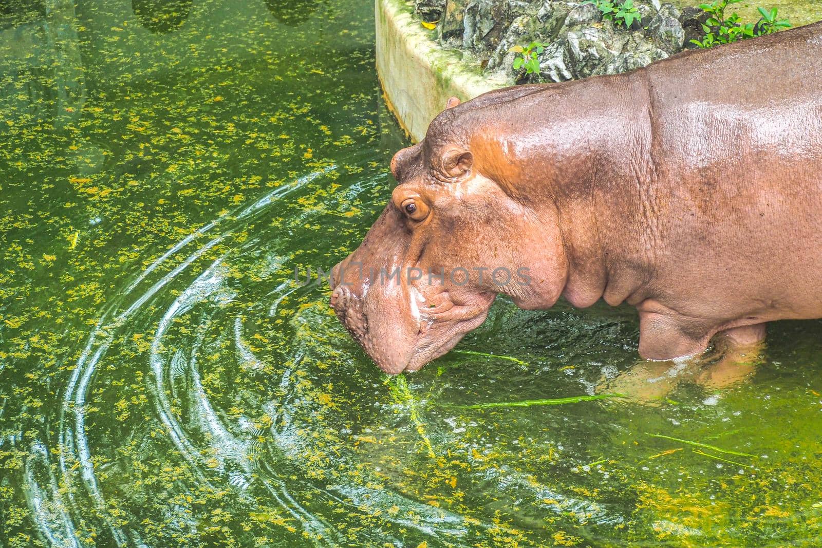 Portrait of hippopotamus or hippo drinking  in a Pond nature animal wildlife