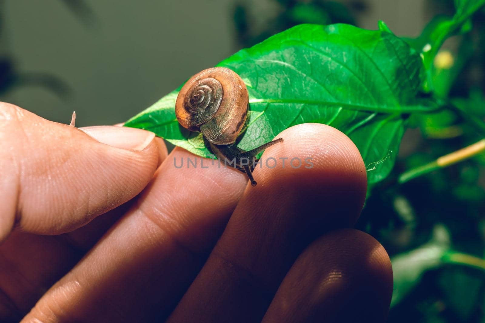 Hand hold leaf with nail in shell crawling on tree in garden