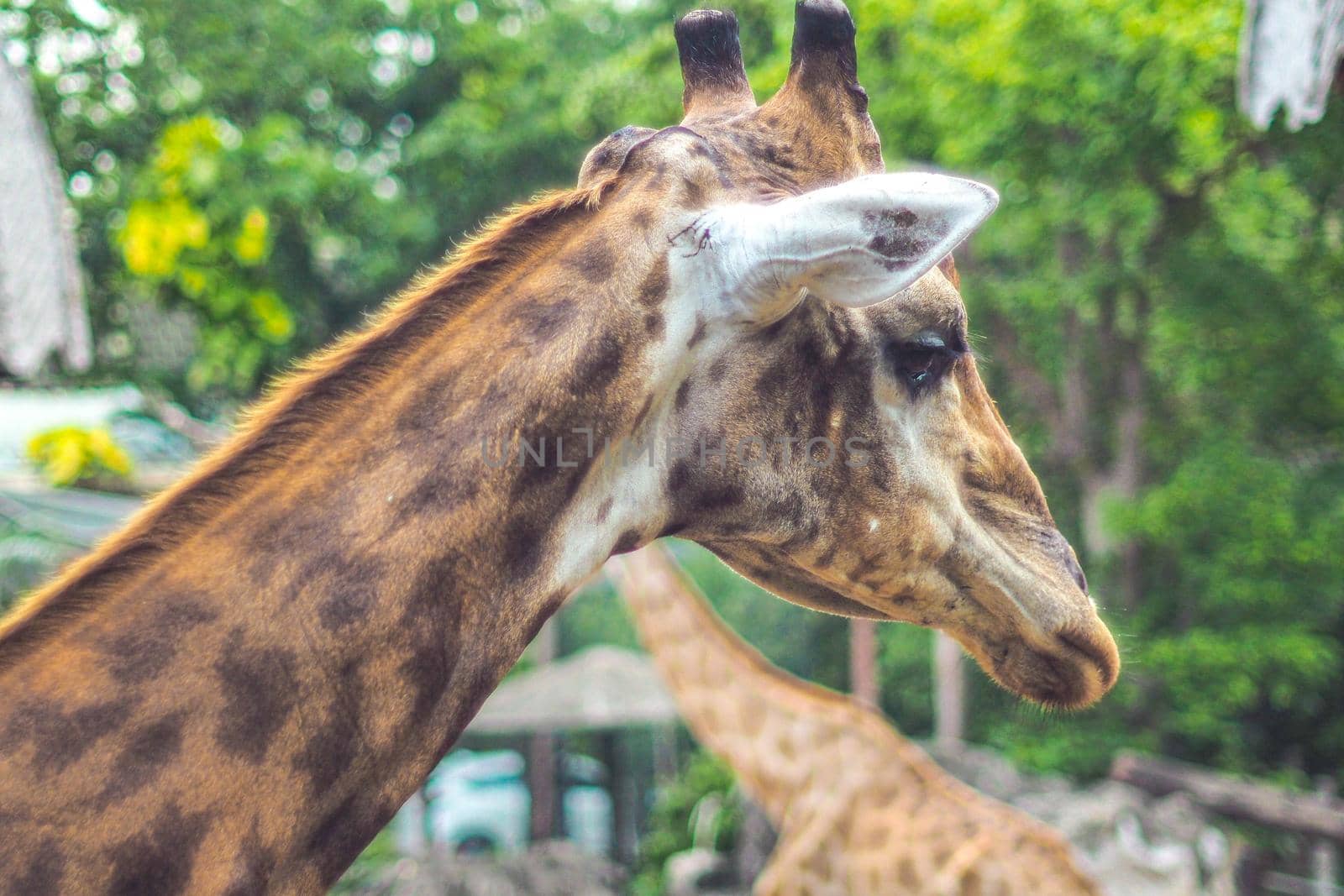 closeup Giraffe portrait Africa animal nature wildlife in zoo safari