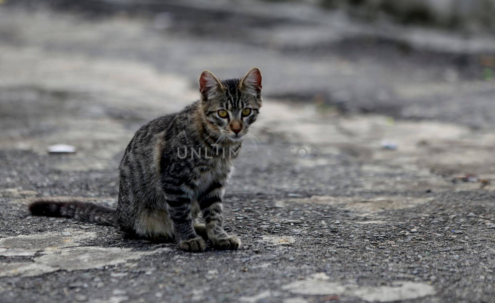 salvador, bahia / brazil - june 11, 2019: cats are seen next to the sculpture by Mario Cravo on the Rampa do Mercado Modelo in the city of Salvador
