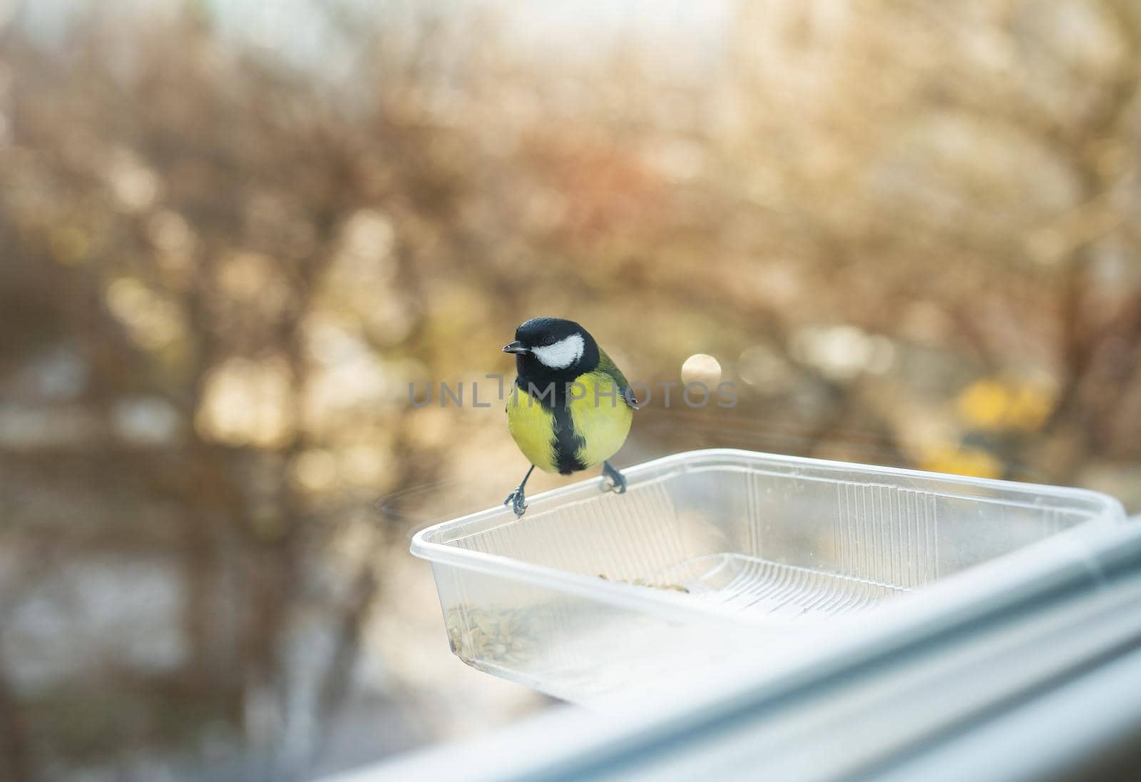 A beautiful multicolored chickadee is eating in a bird feeder she made herself. Bird care concept in winter