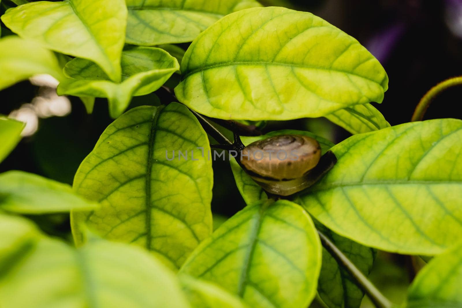 snail in shell crawling on green nature leaf of tree in garden park by Petrichor