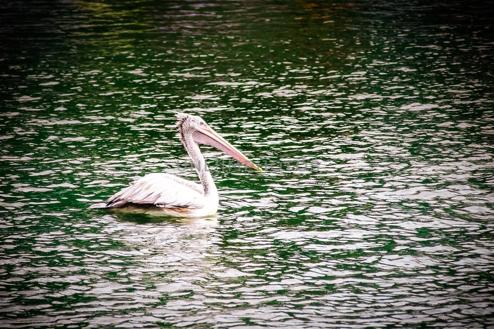 An American White Pelican swimming. a pelican bird swimming on the ocean surface