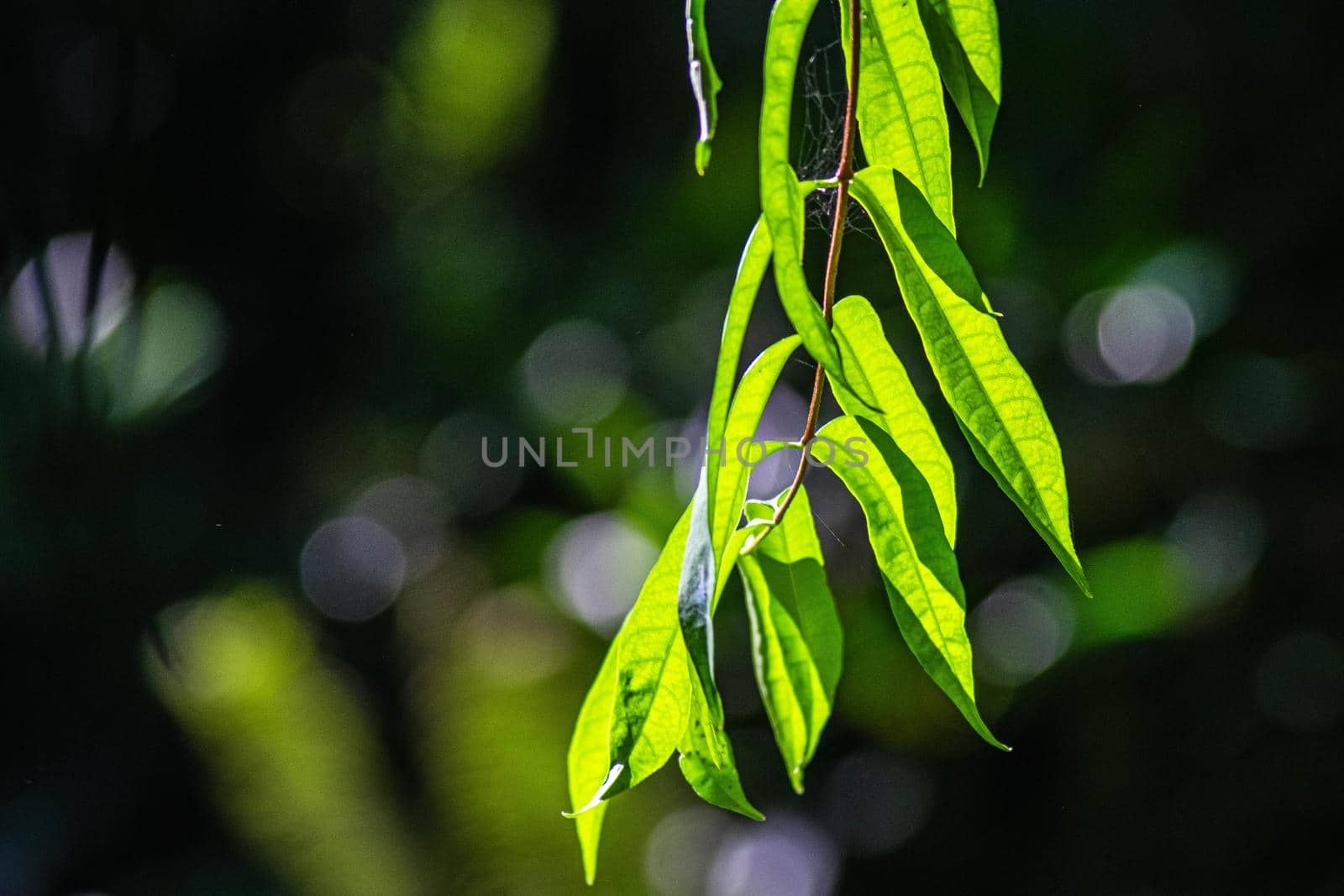 Close up green Fern leaf with water abstract nature background