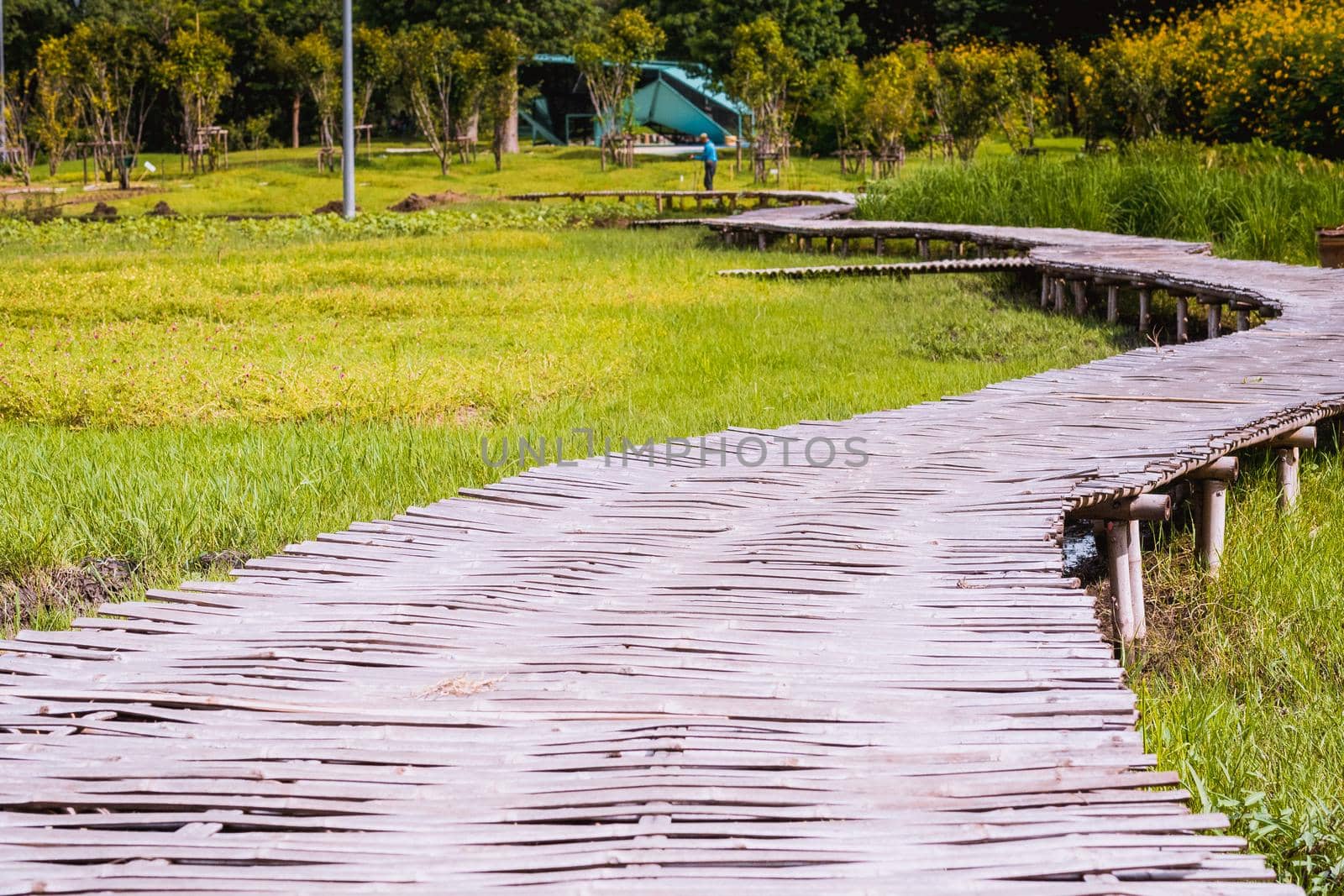 Curve Bamboo Bridge. Curved wooden bridge at park in paddy field