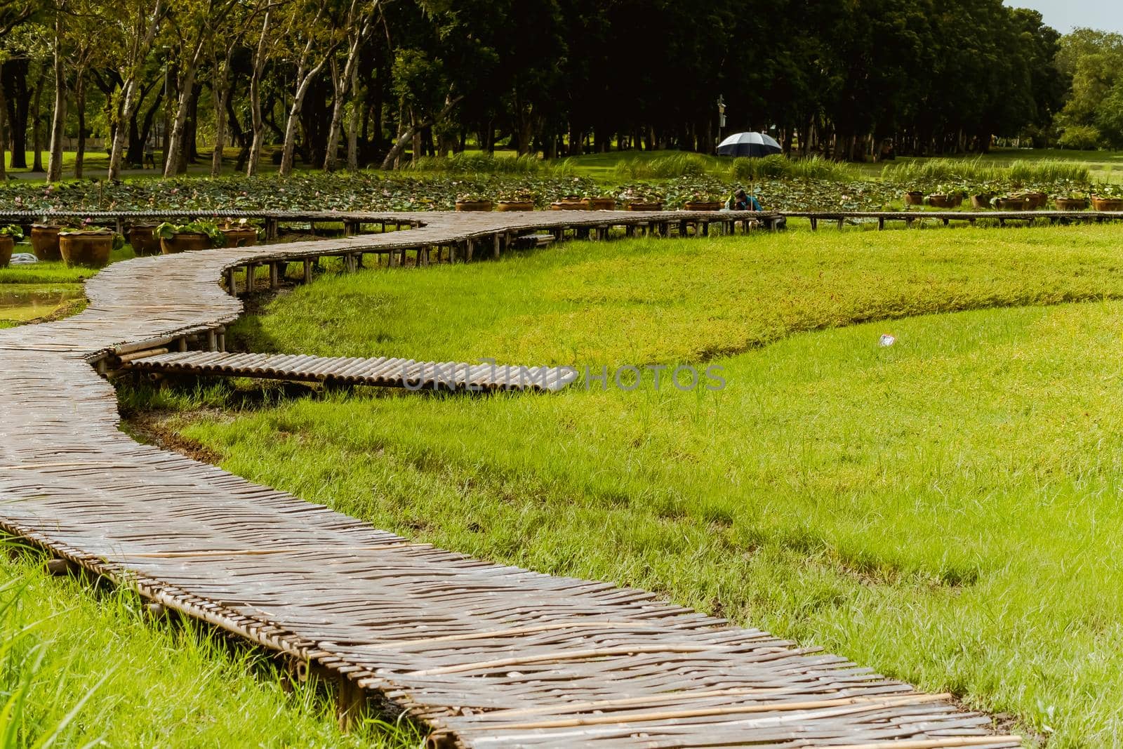 Curve Bamboo Bridge. Curved wooden bridge at park in paddy field