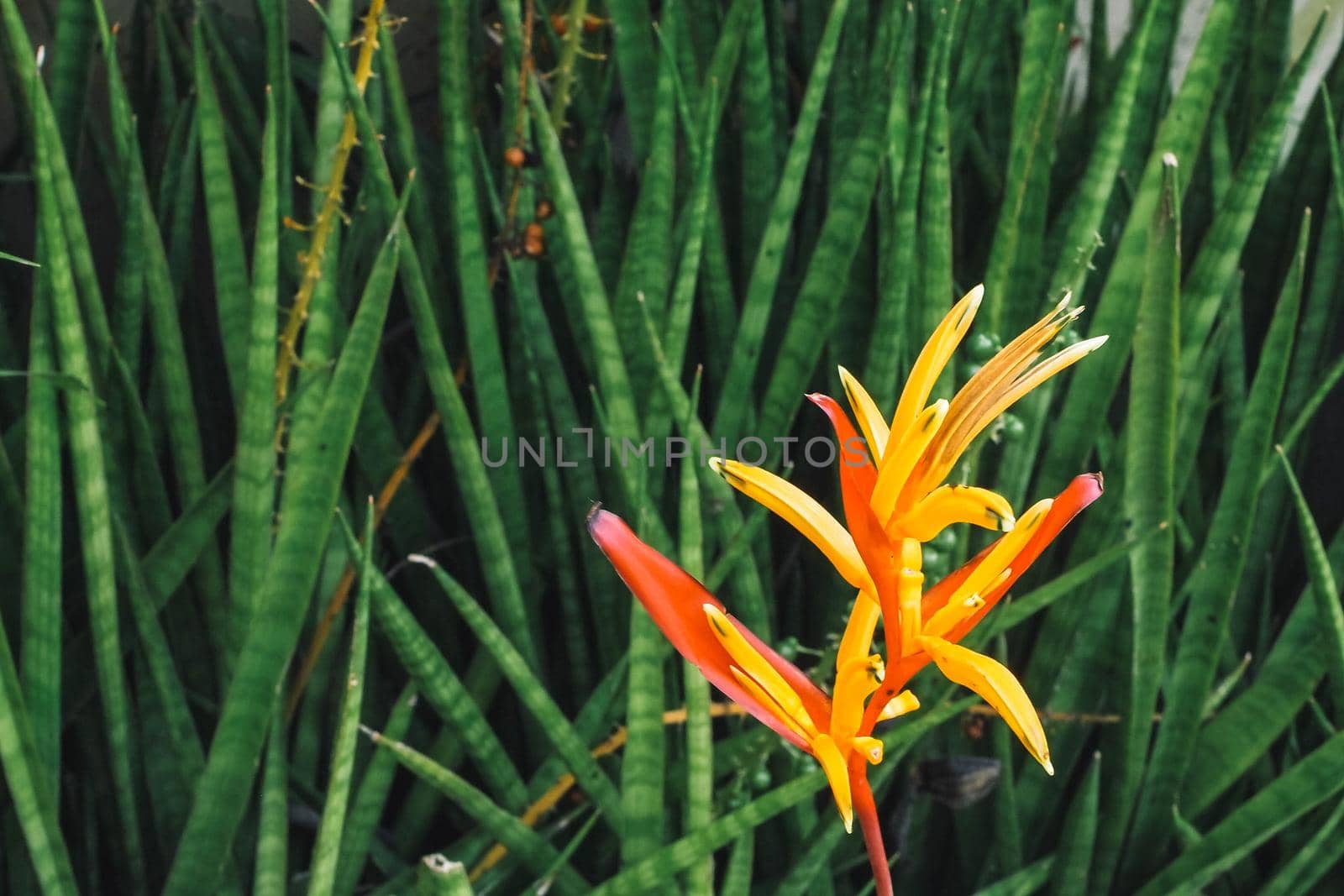Tropical Flower Heliconia. tropical leaves colorful flower on dark tropical foliage nature background dark green foliage nature
