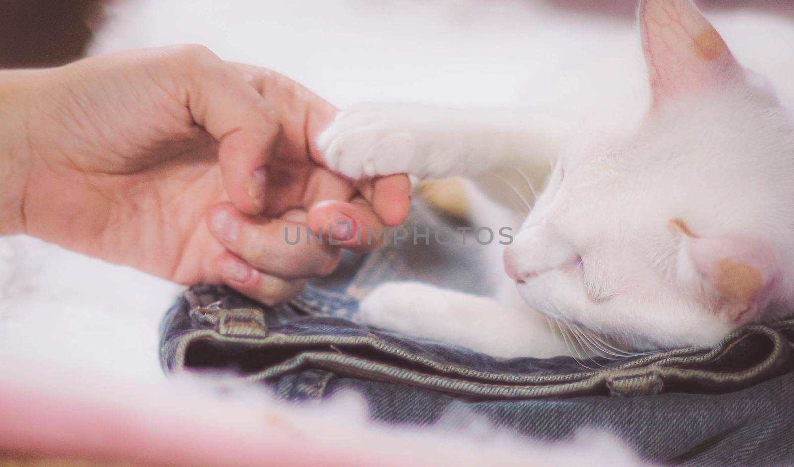 Soft focus Girl playing with cat to Comfort a Sick Cat. Happy kitten