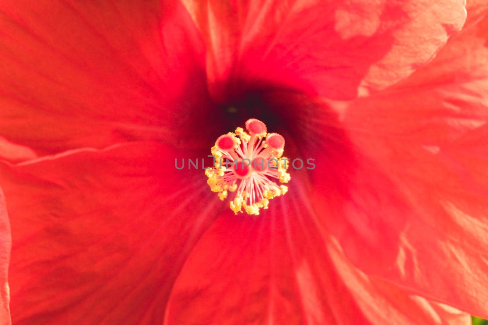 Red Hibiscus Rosa-Sinensis flower yellow pollen in the middle. Malaysia national flower