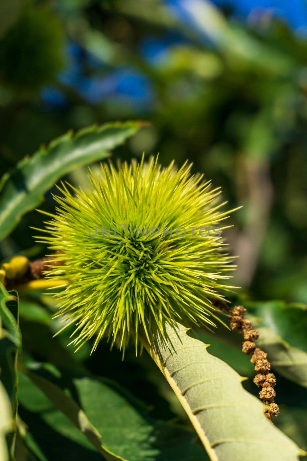 Branches of sweet edible chestnut with green cupules on a sunny day