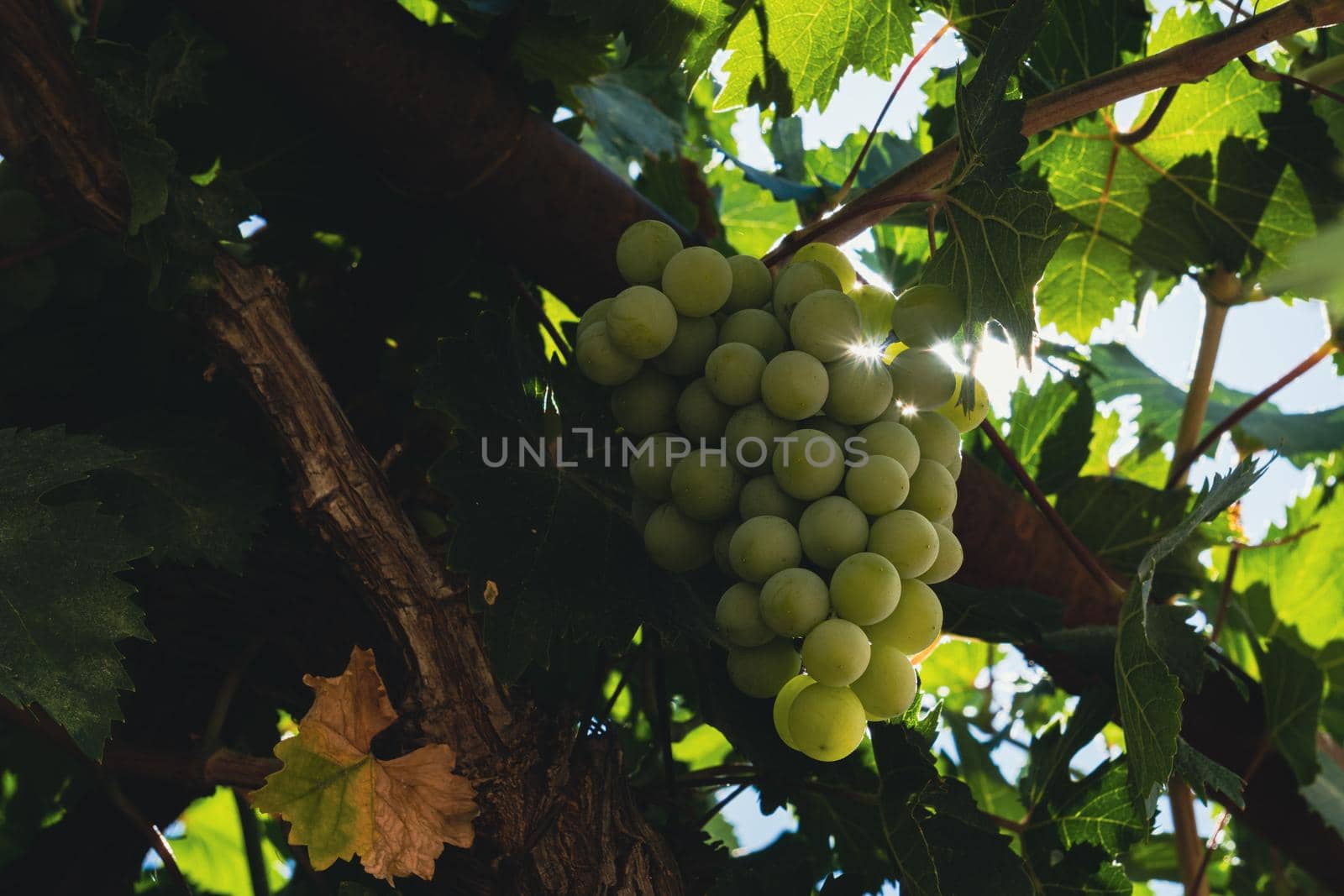close-up of a bunch of green grapes on the vine illuminated by the sun's rays