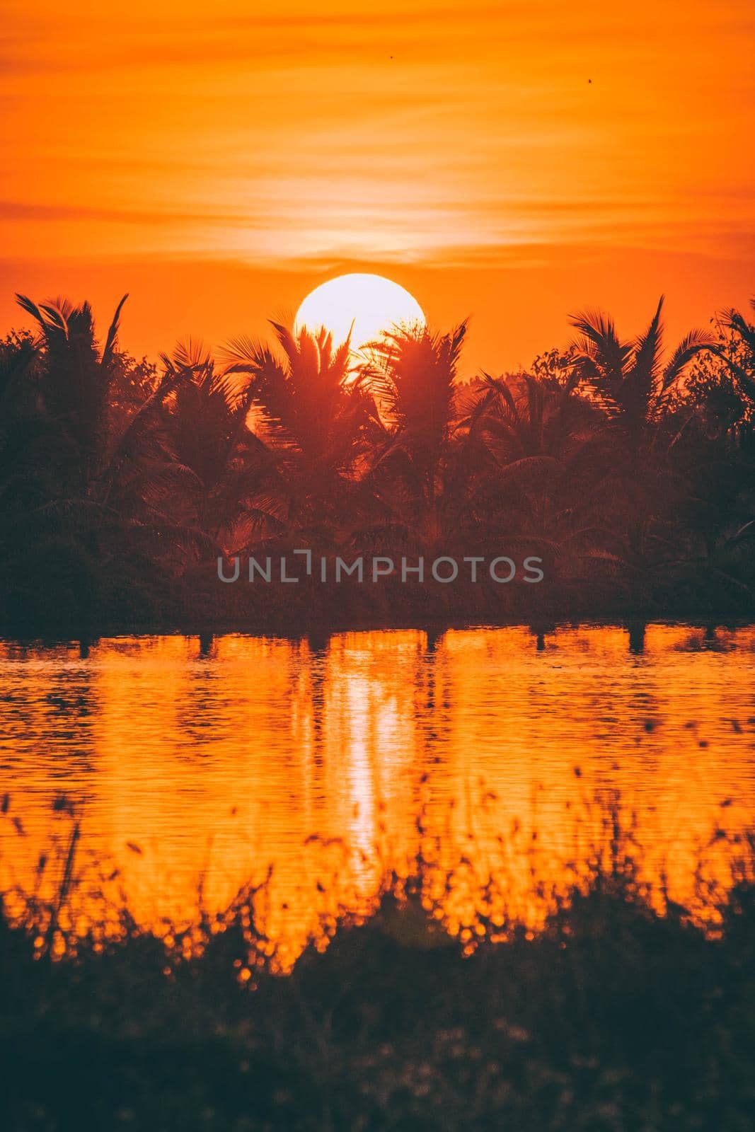 Silhouette of Palm tree at sunset time orange sky. Golden sun sunset abstract season weather.