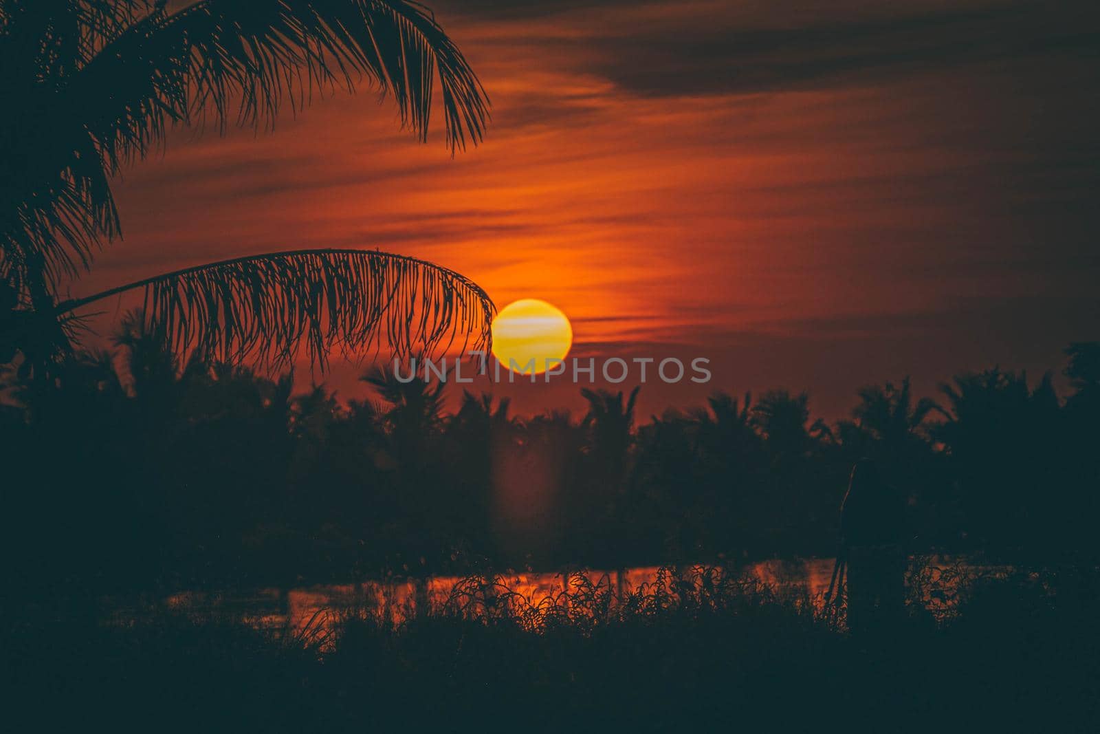 Silhouette of Palm tree at sunset landscape. Golden sun sunset reflect on the water in field meadow at evening day. by Petrichor