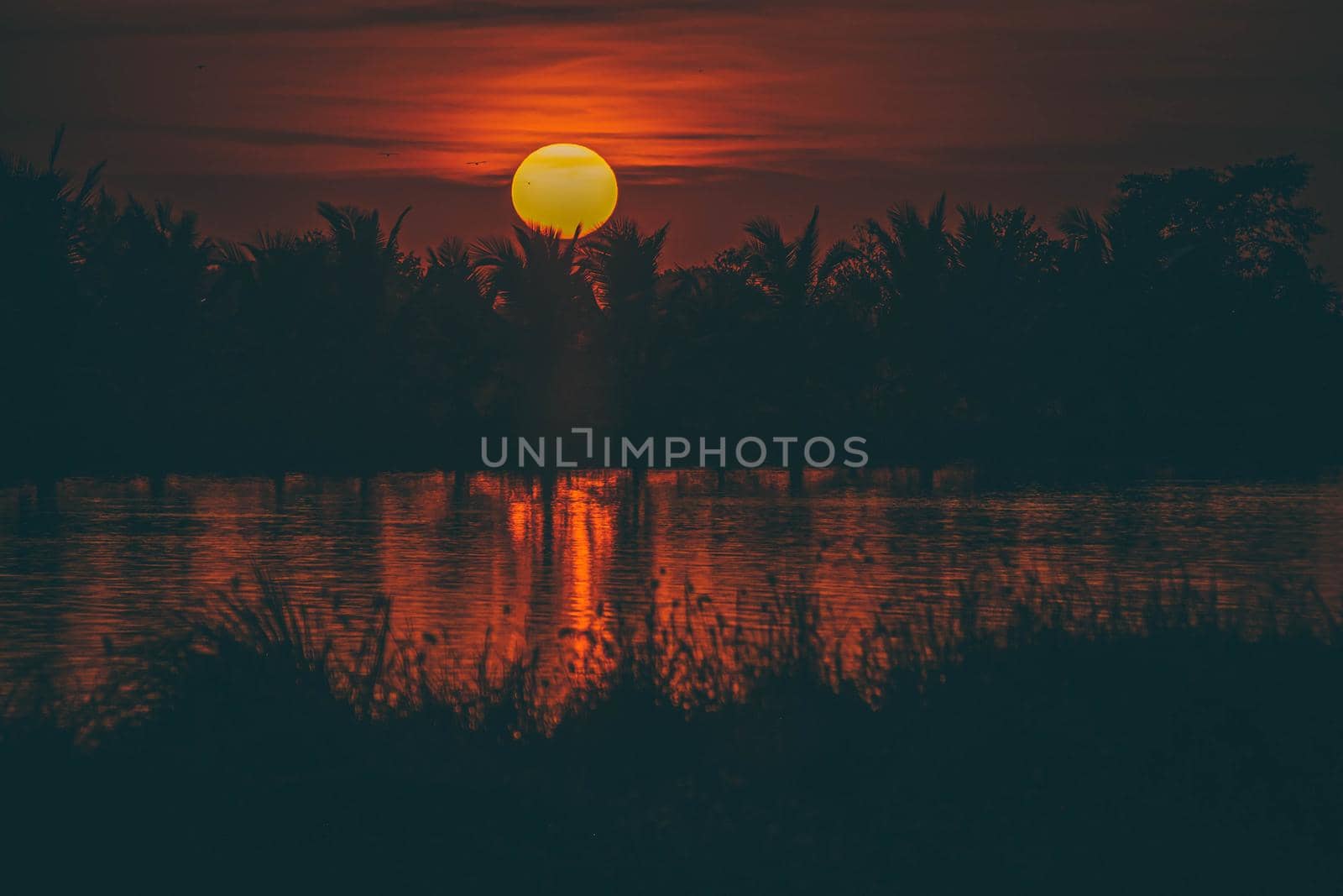 Silhouette of Palm tree at sunset landscape. Golden sun sunset reflect on the water in field meadow at evening day. by Petrichor