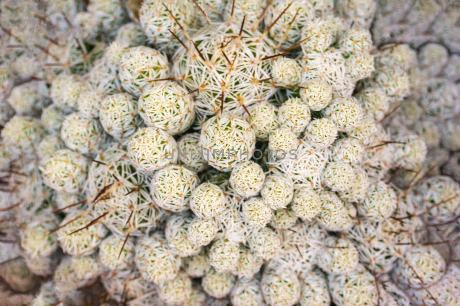 White - green Mammillaria cactus balls background close up