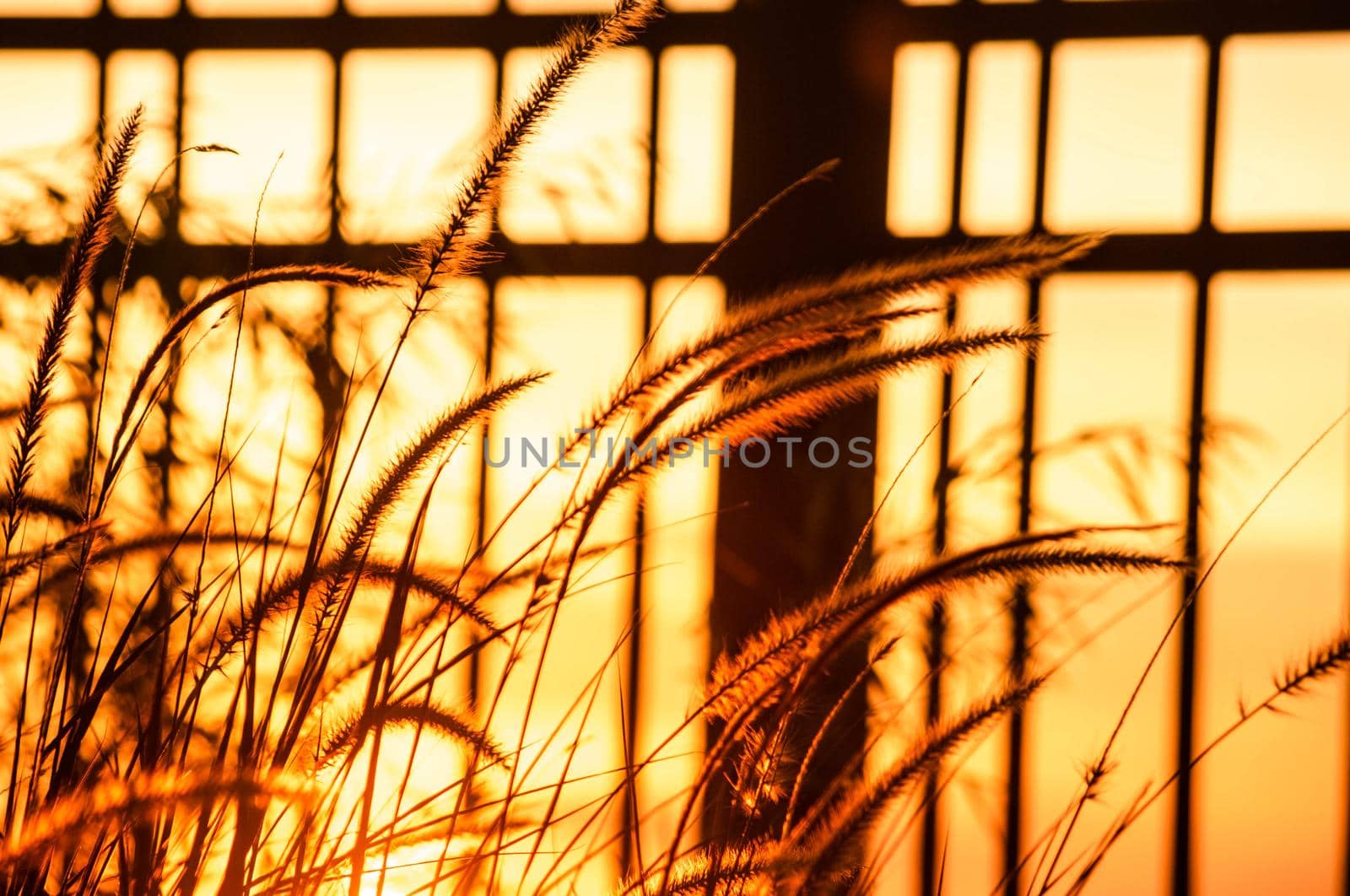 meadow grass flower blooming spring nature in the morning  wallpaper. Little white wildflower in the golden rays of sunset. Beautiful flower grass little white in a meadow nature with sun