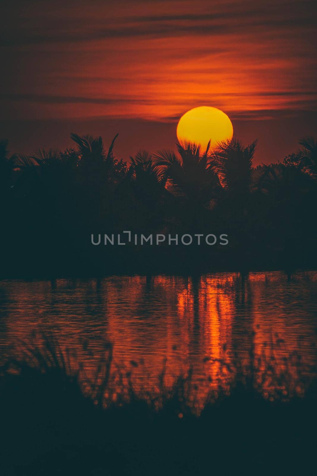 Silhouette of Palm tree at sunset time orange sky. Golden sun sunset abstract season weather. by Petrichor