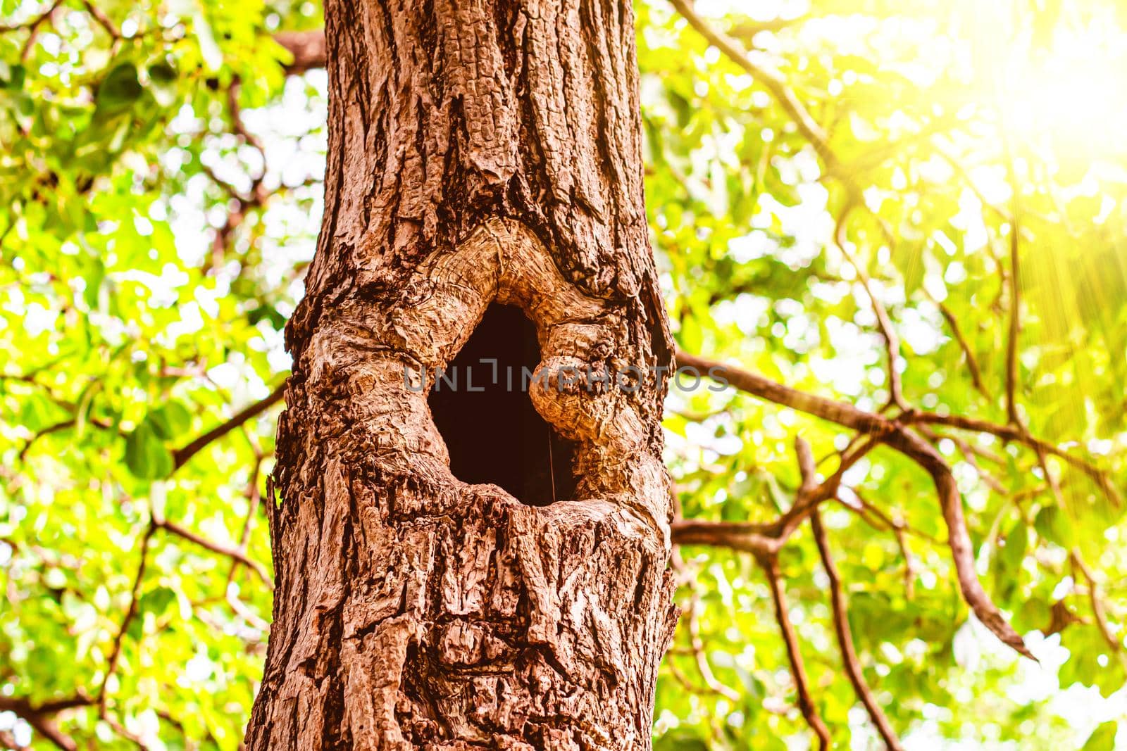 the hole in the tree house for small wildlife animal. Tree hollow over blur green leaf background by Petrichor