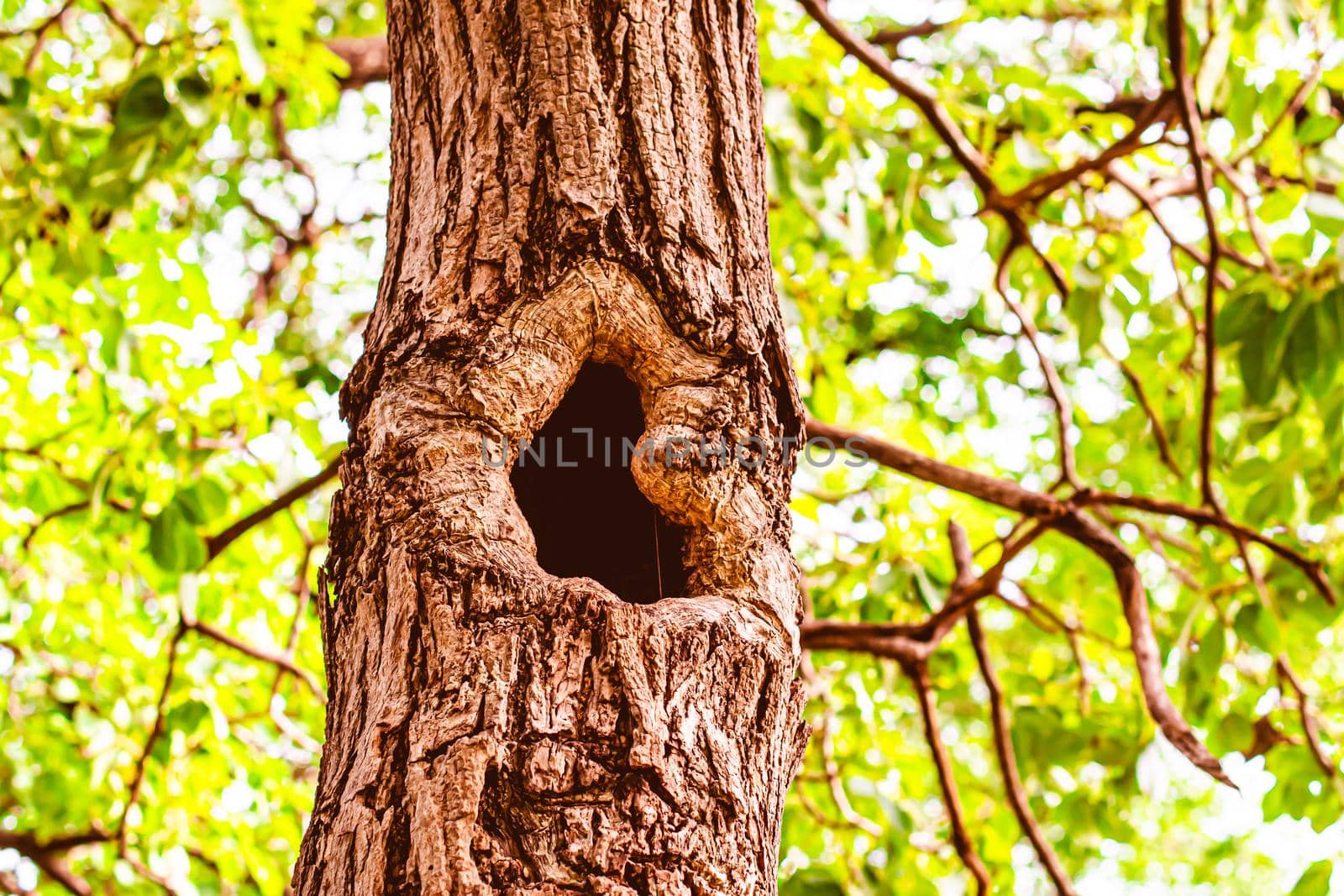 the hole in the tree house for small wildlife animal. Tree hollow over blur green leaf background