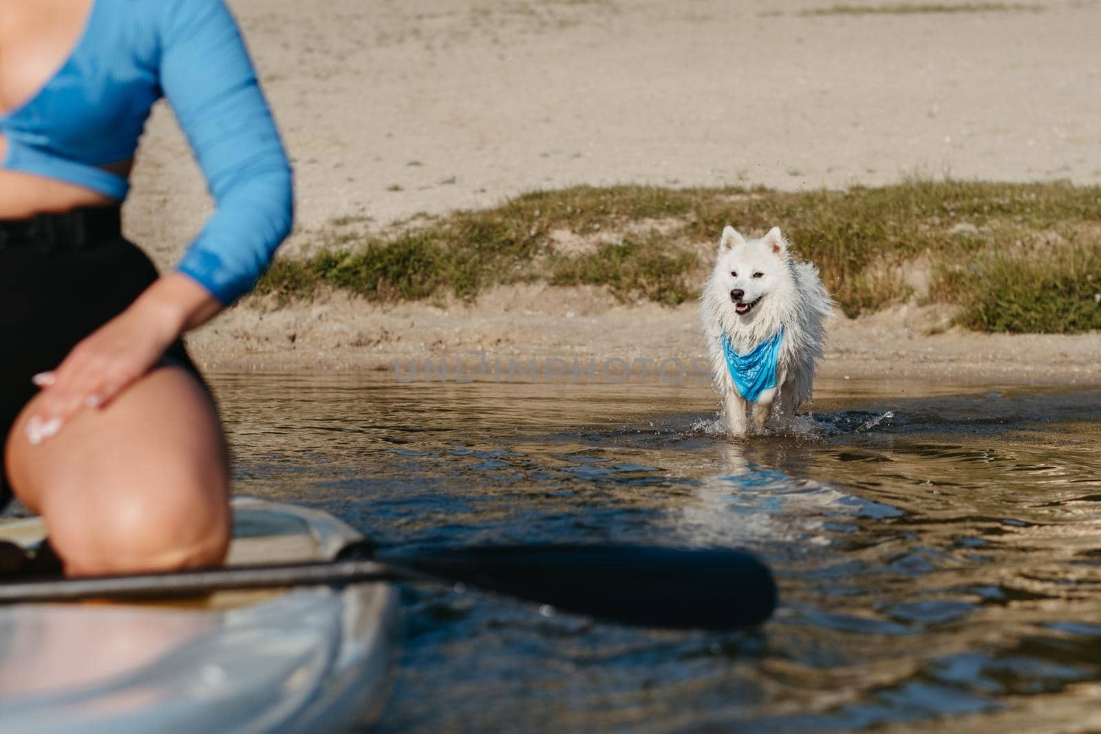 Snow-White Japanese Spitz Following His Owner in the Water on Lake, Unrecognisable Woman Paddleboarding with Dog by Romvy