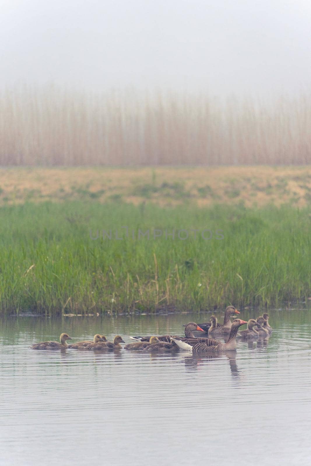 family of goose in the river. Kinderdijk The Netherlands.