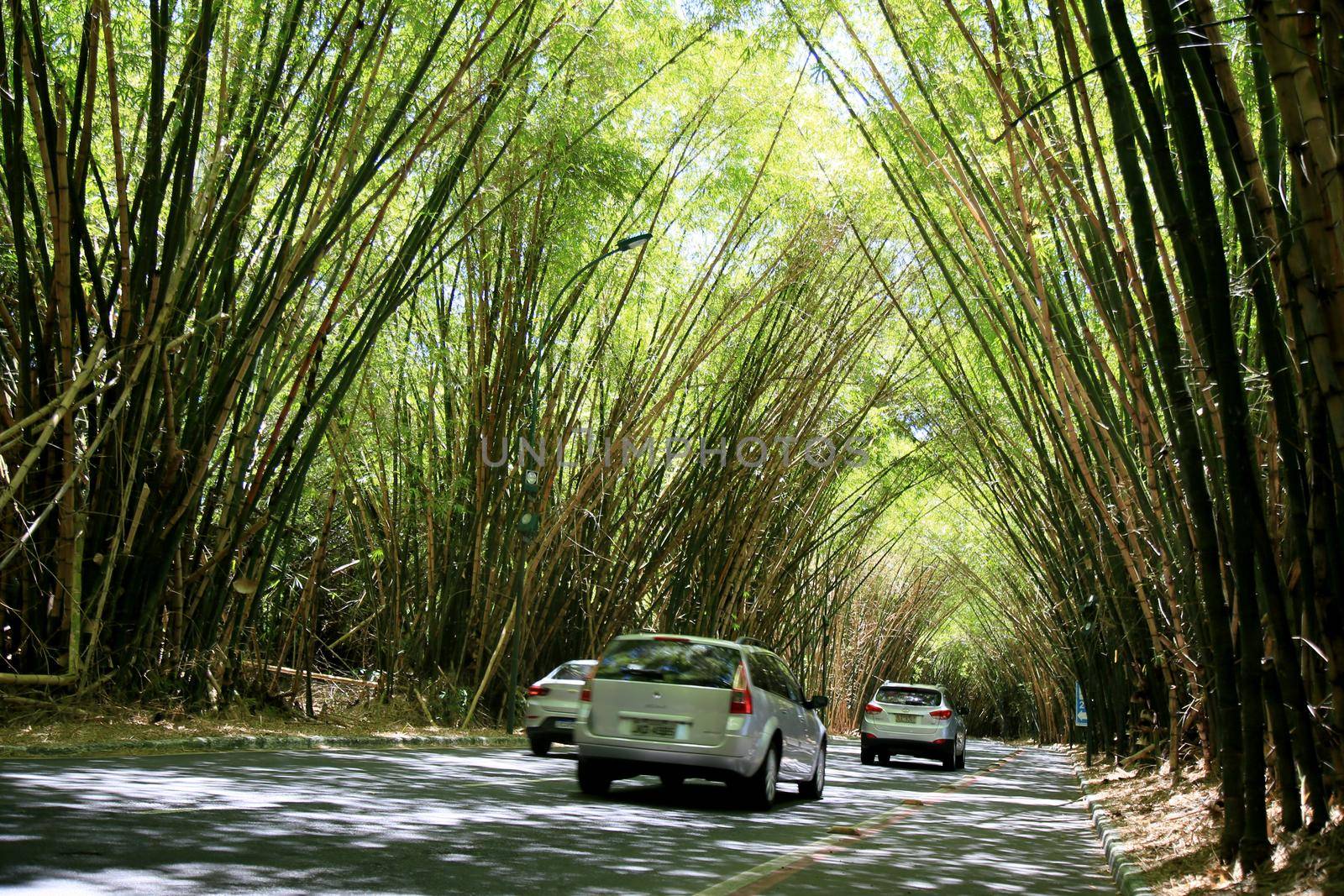 salvador, bahia, brazil - january 18, 2021: vehicle transits through bamboo plantation on the way to the international aeropoto of Salvador.
