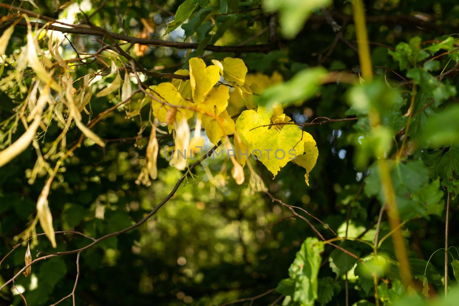 Autumn leaves on the sun. Fall blurred background