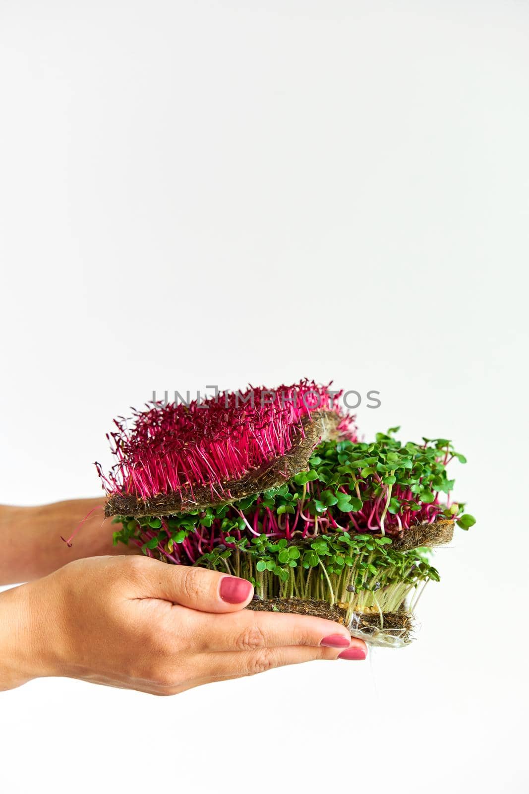 Microgreen plants mix of various plants. Person holding in hand. Growing microgreen mustard, amaranth, radish seeds. Dense greenery growed on fabric.
