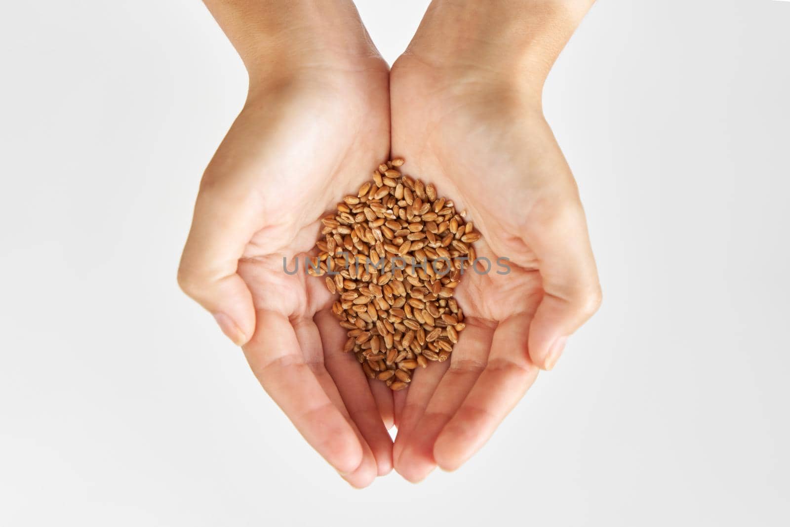 Person hold microgreen seeds wheat in palms against white background.